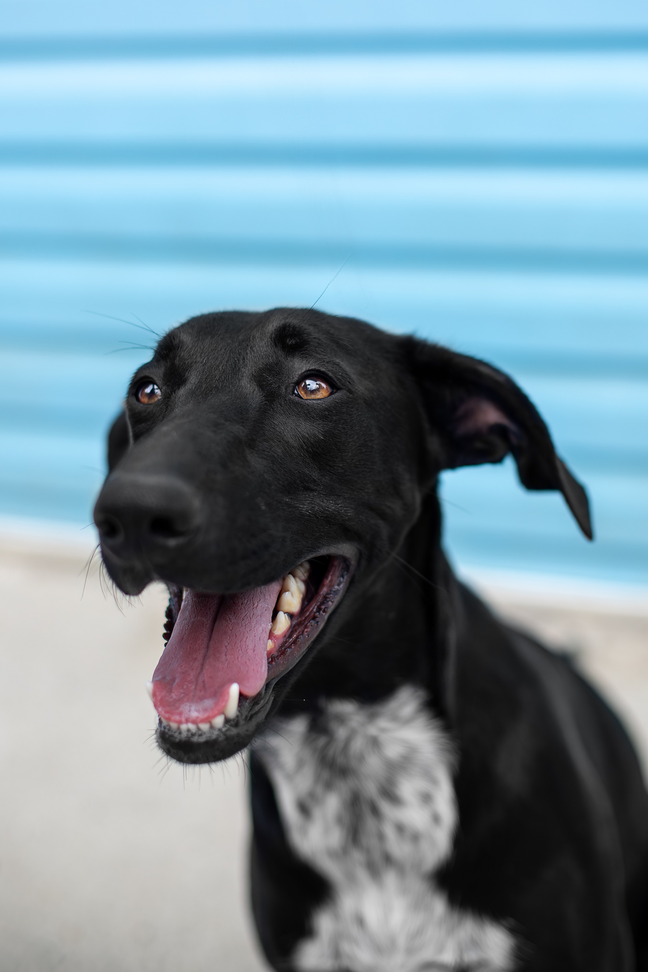 Мини-приют «Возрождение». Ирина Голомб|Фотограф-анималист в  Сочи и Калининграде