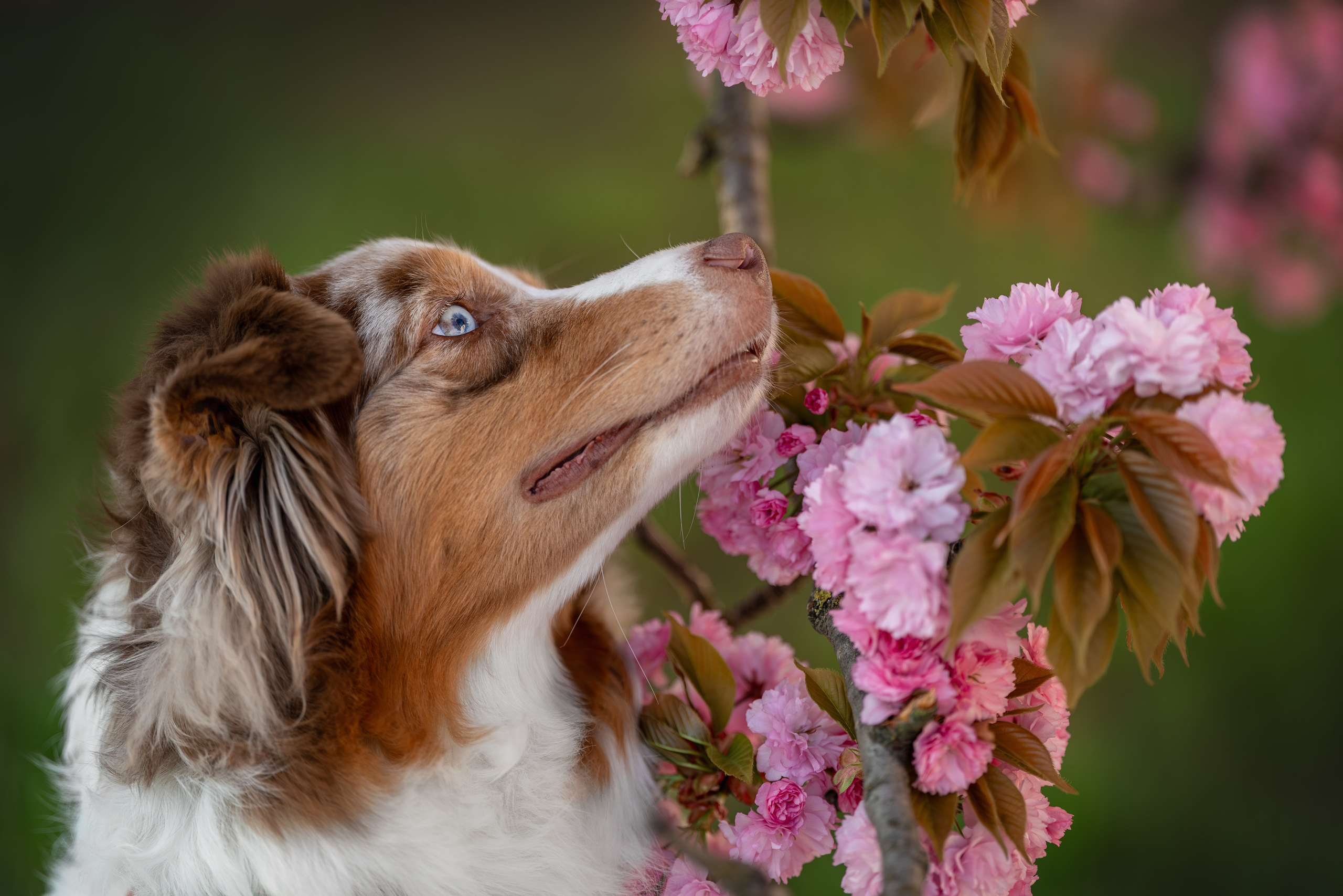 Полли, Австралийская Овчарка. Ирина Голомб|Фотограф-анималист в  Сочи и Калининграде