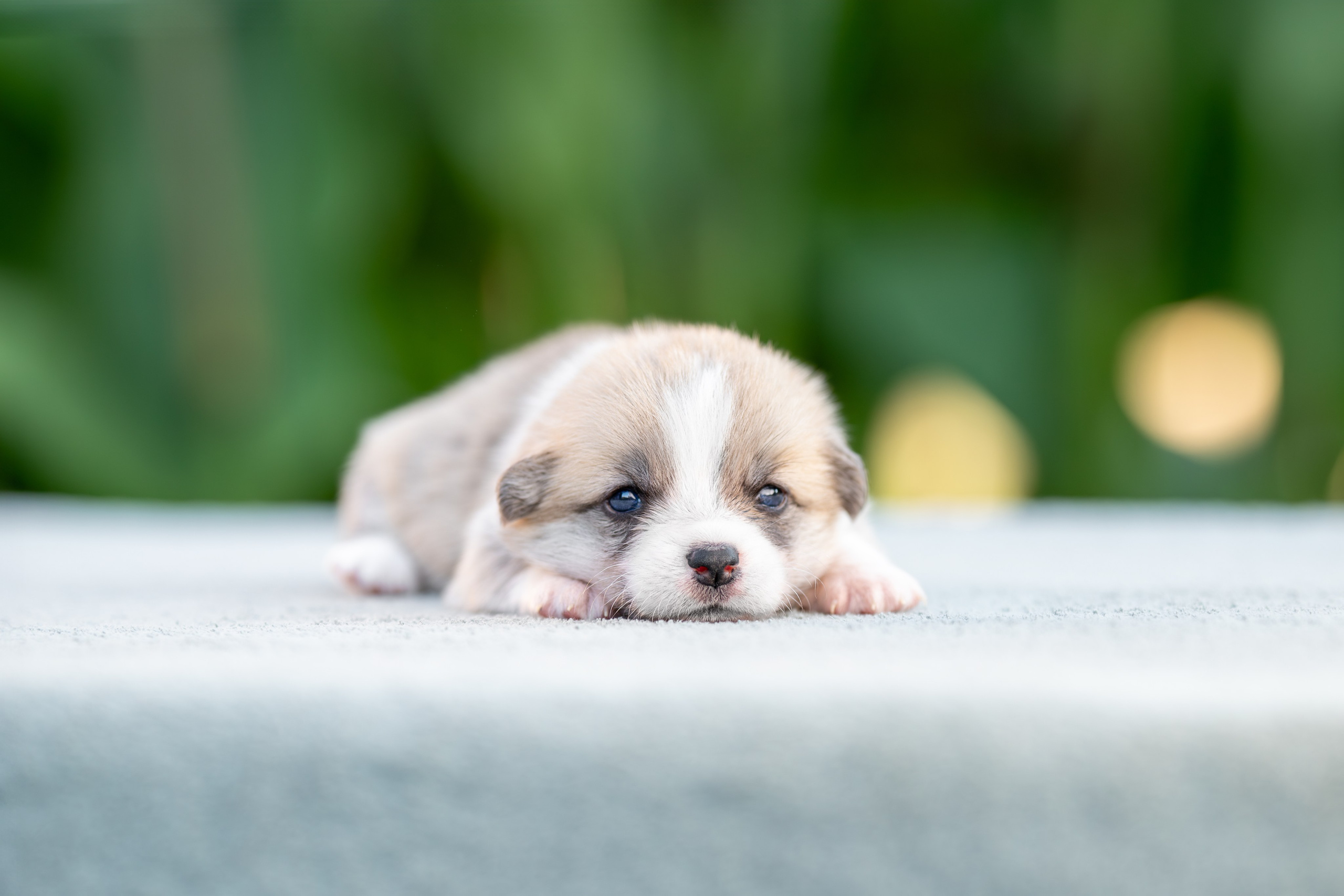 Малыши коржики. Ирина Голомб|Фотограф-анималист в  Сочи и Калининграде
