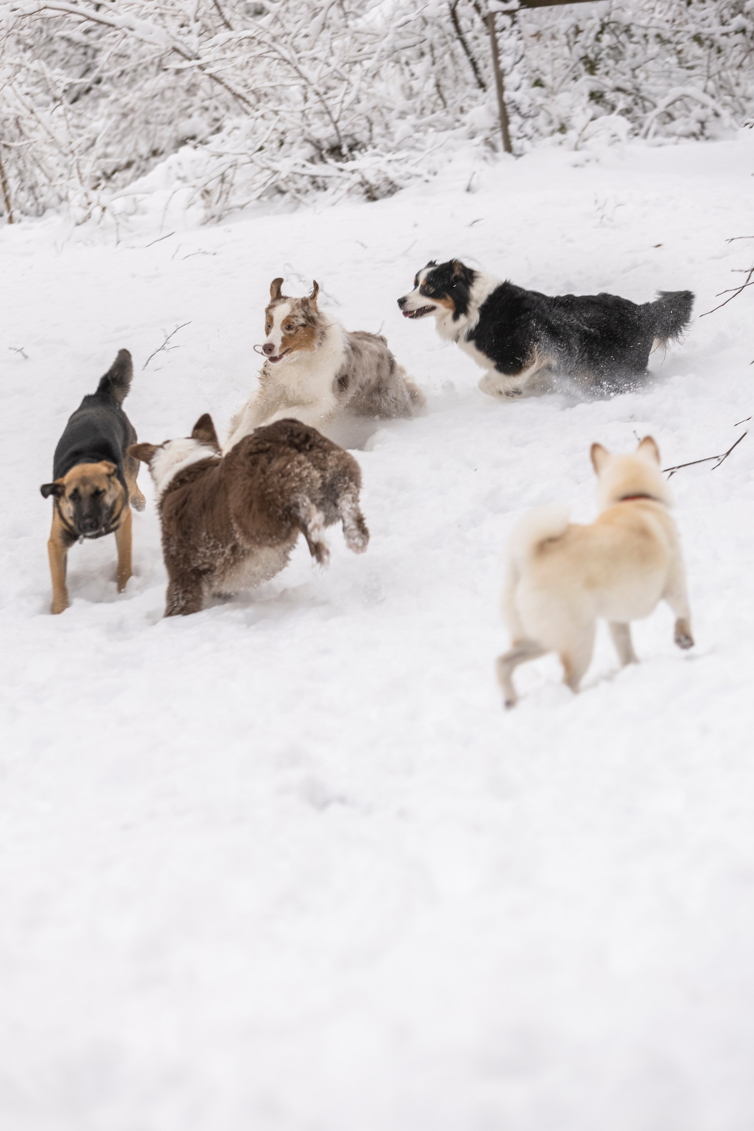 Догтуса Тропа Ефремова. Ирина Голомб|Фотограф-анималист в  Сочи и Калининграде