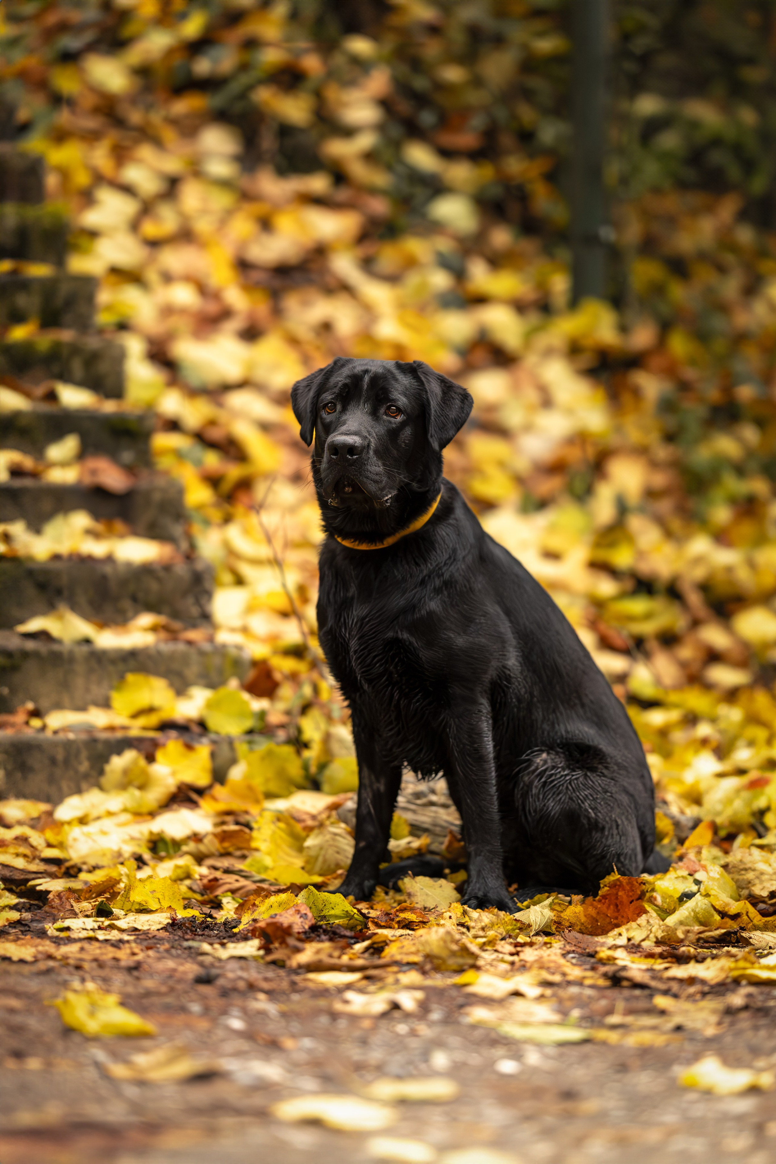 Локи, Лабрадор-ретривер. Ирина Голомб|Фотограф-анималист в  Сочи и Калининграде