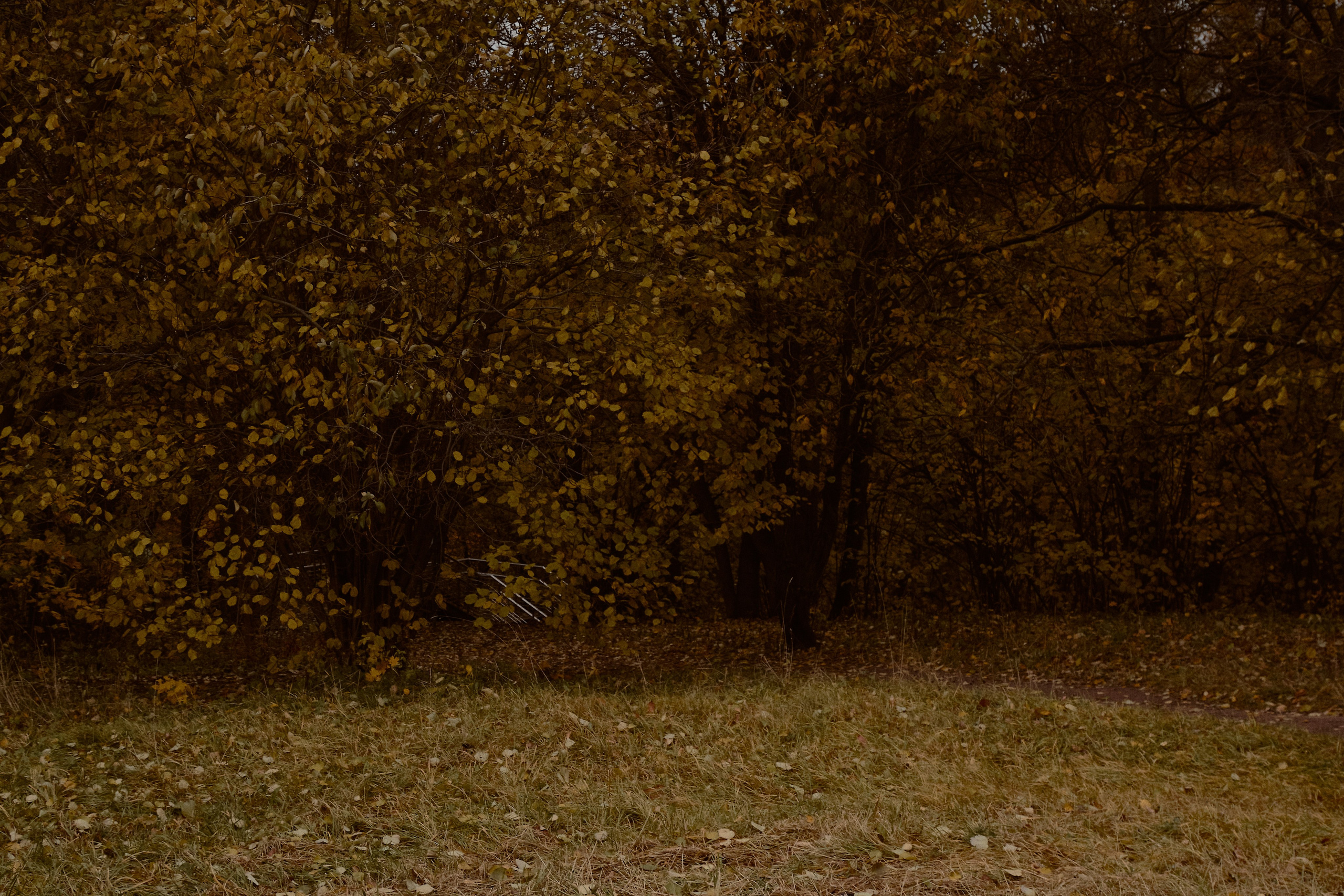 Юлия и Евгений. Фотограф лавстори Москва/МО Приятелева Ангелина