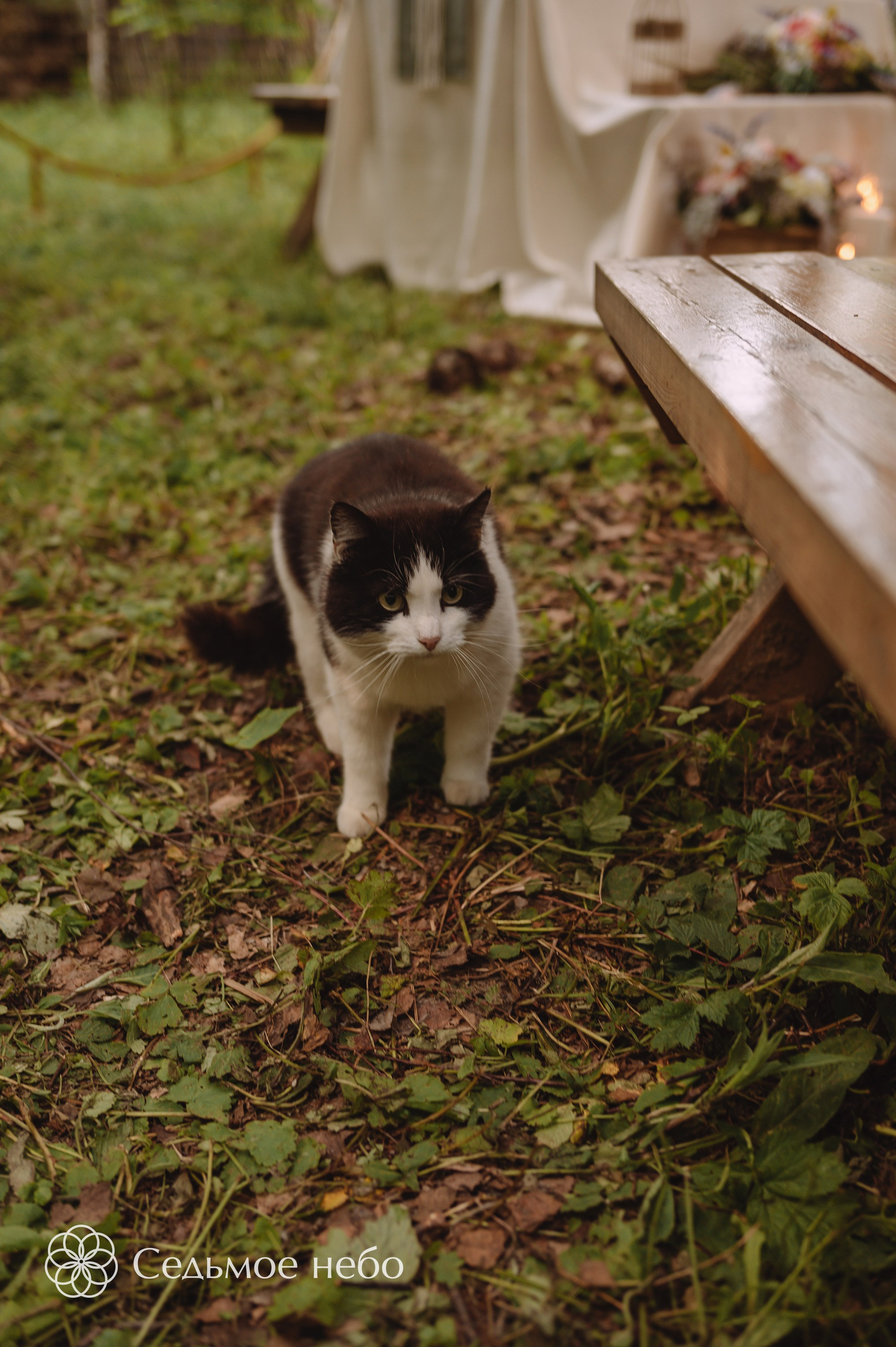 Николай & Елена. Студия декора Седьмое небо