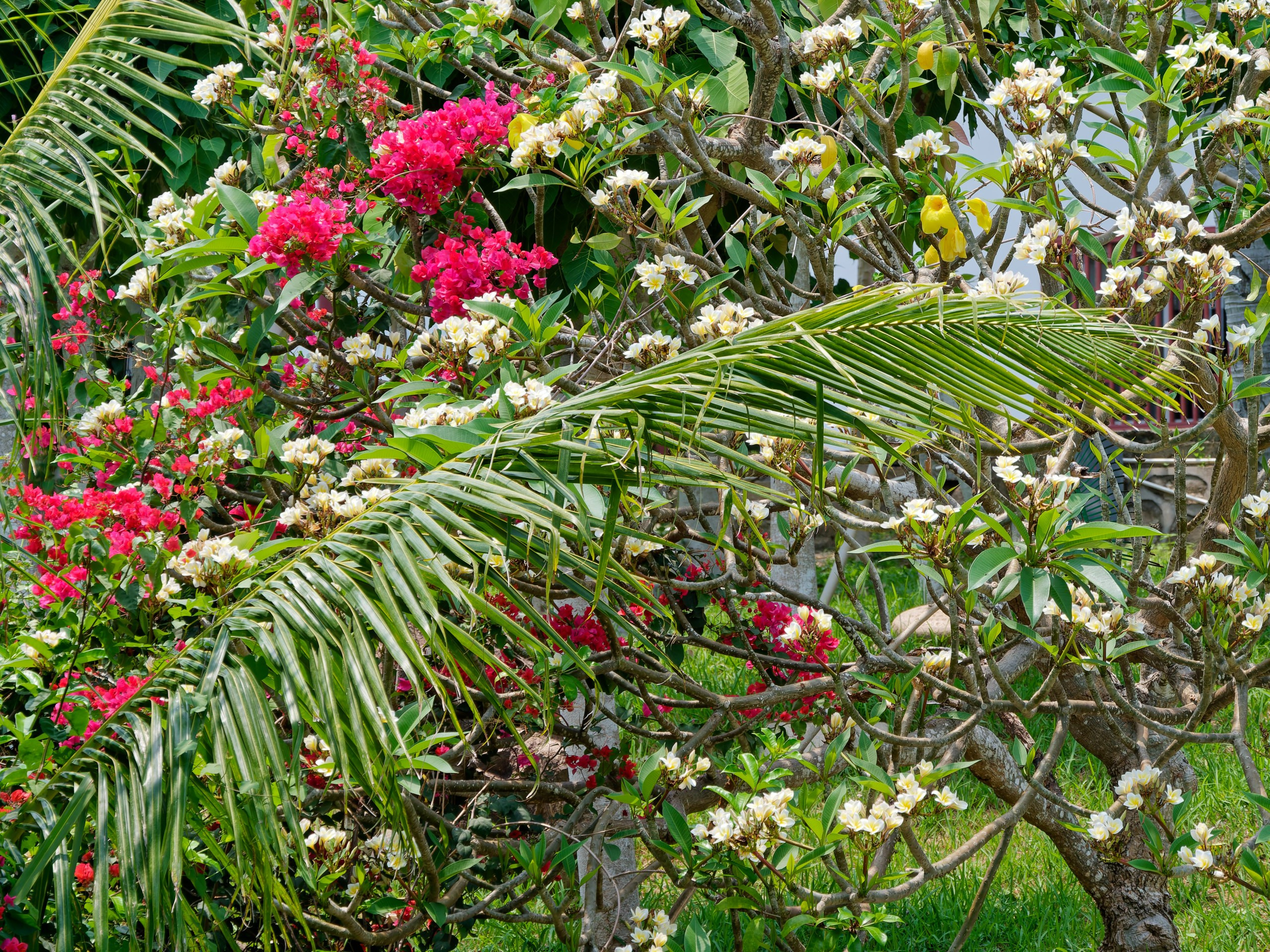 Хайнань 2026, флора, цветы и деревья. Фотопрогулки по Миру