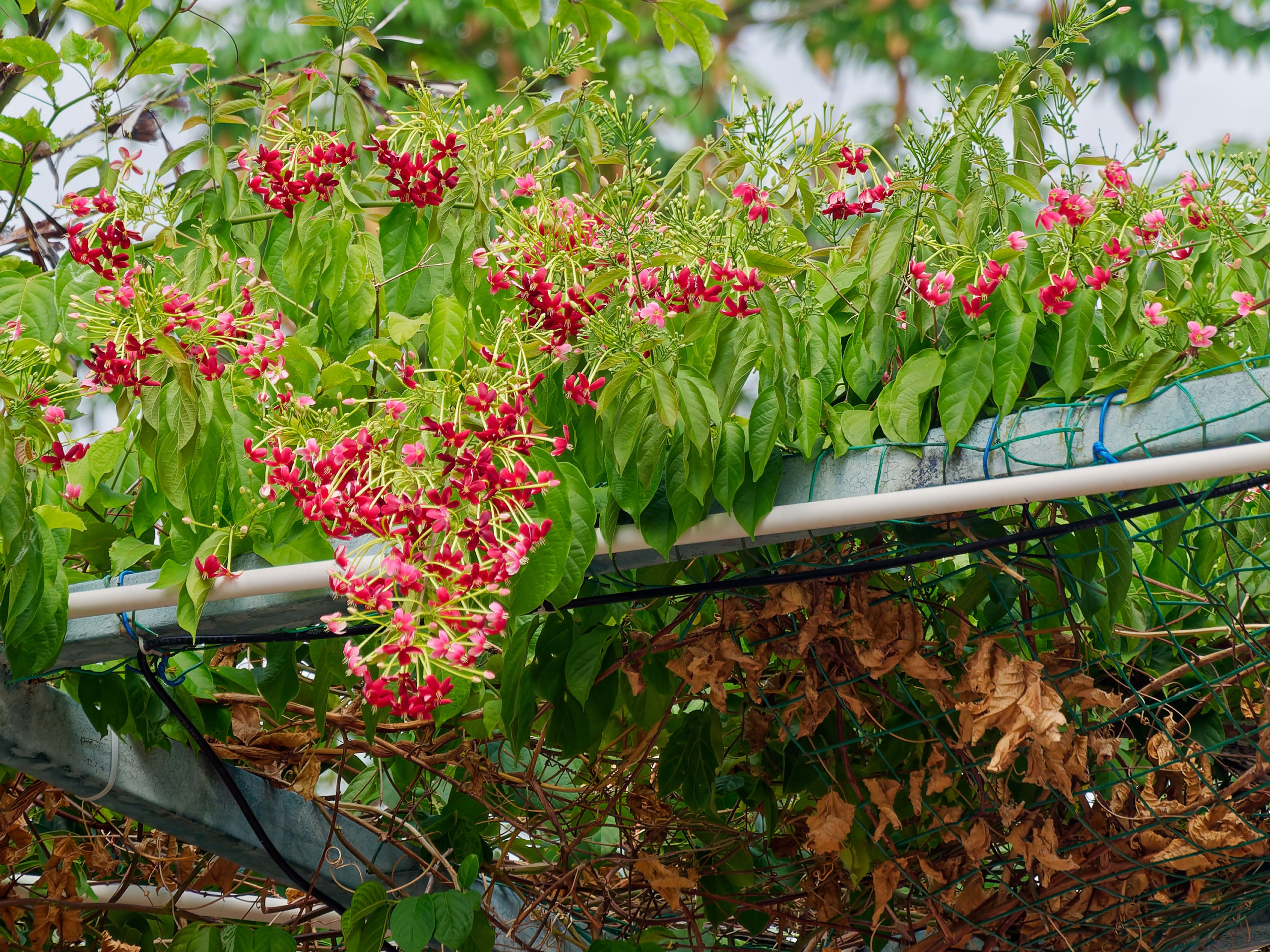 Хайнань 2026, «Food Street» ночная улица еды в Ялунване. Фотопрогулки по Миру