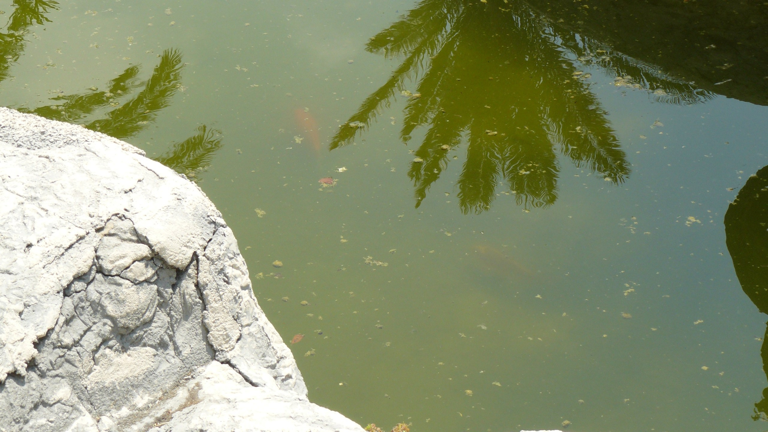 Алания 2015 порт и парк. Фотопрогулки по Миру