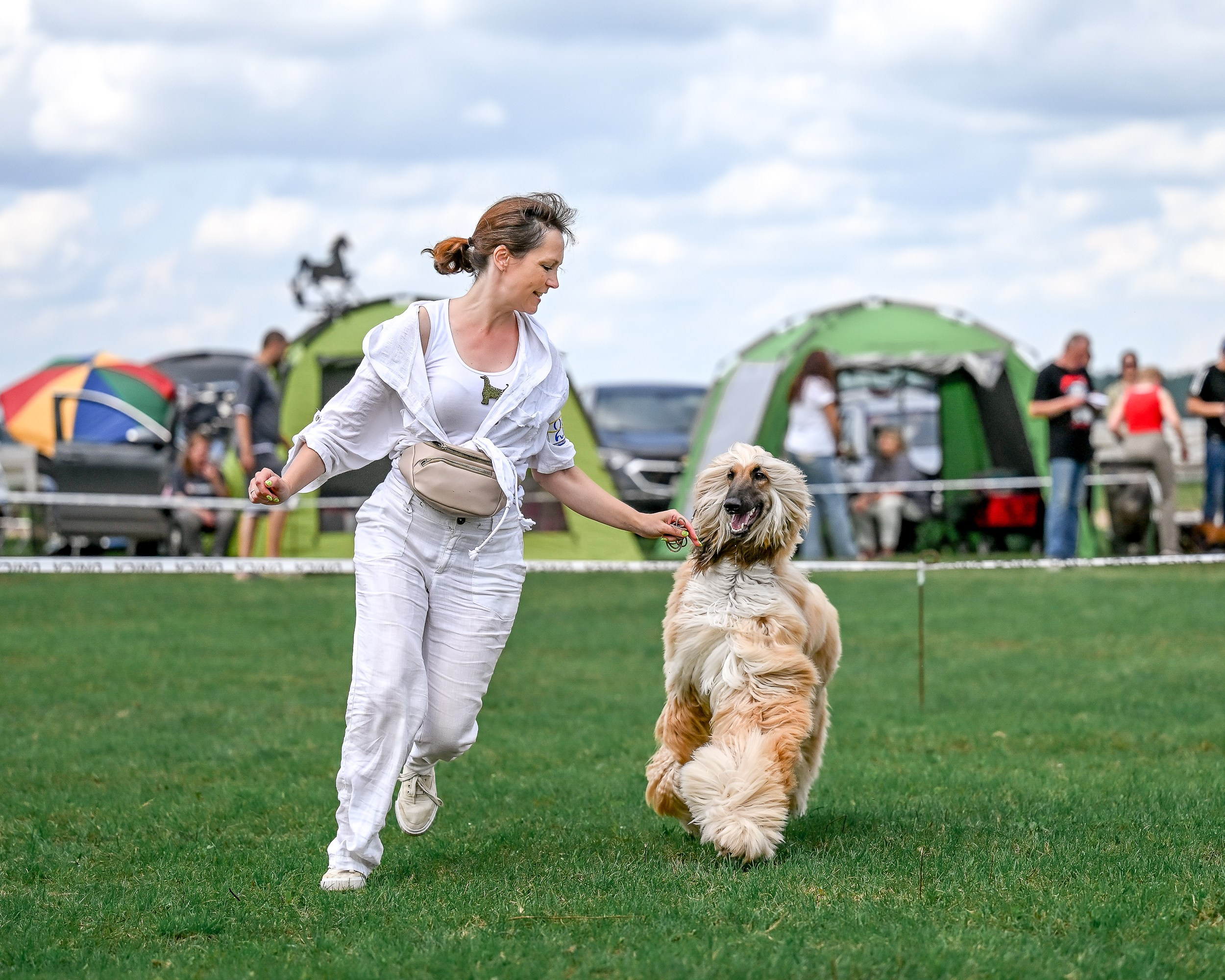 Республиканская выставка собак всех пород. Галерея фотографий афганской борзой