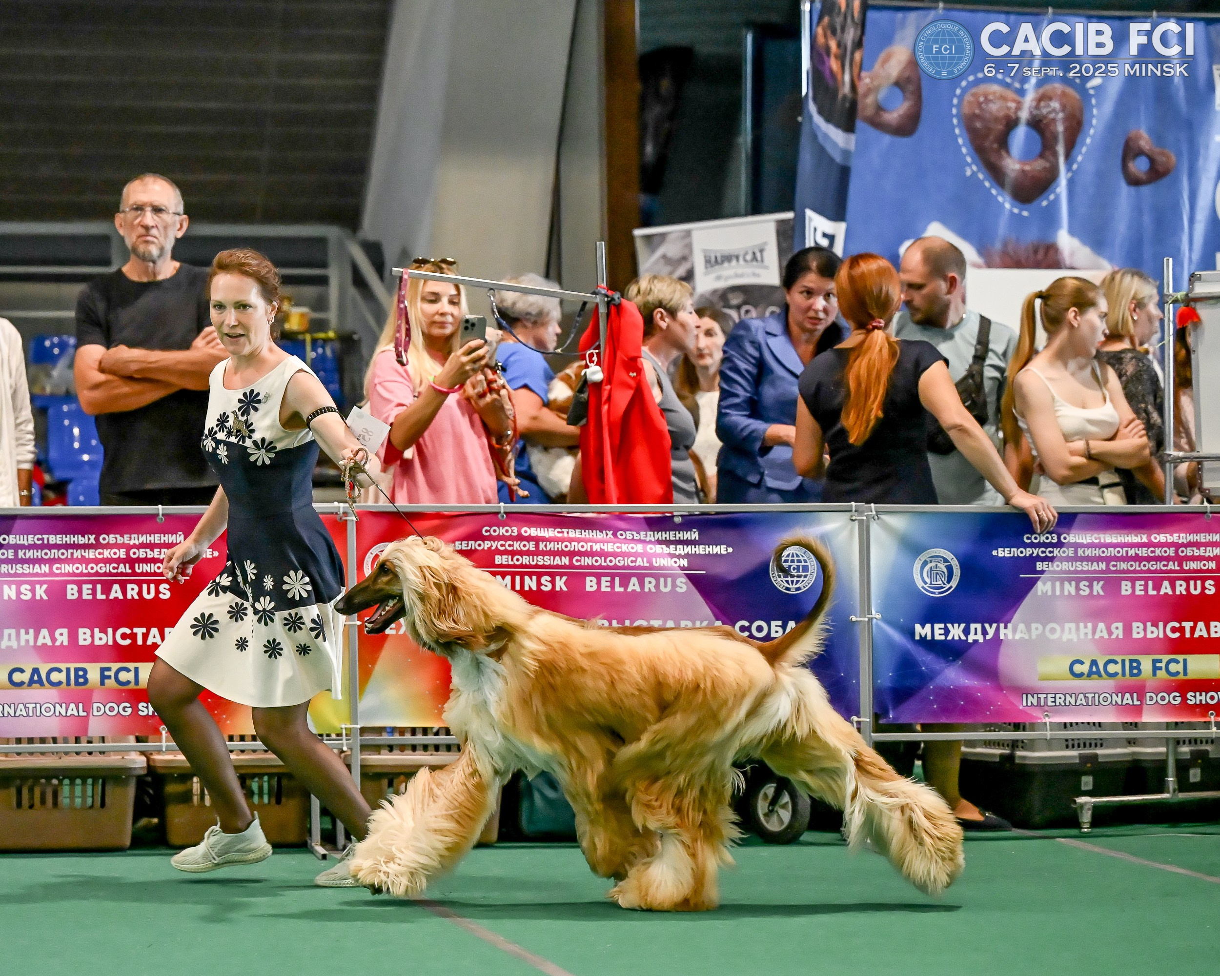 06-07.09.25 Международная выставка собак, Минск, CACIB, FCI. Галерея фотографий афганской борзой