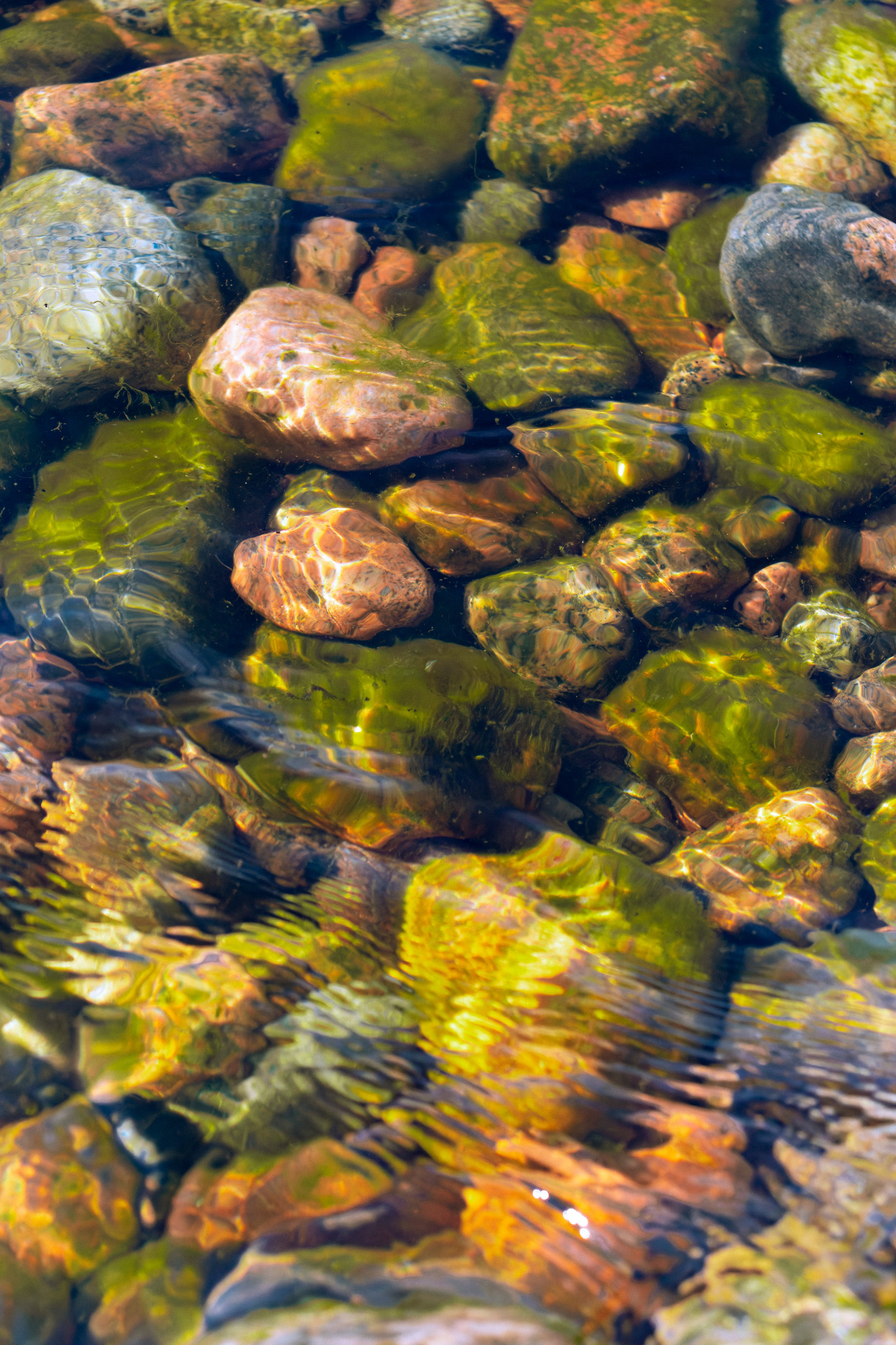 Из наблюдений. Плак или Квак