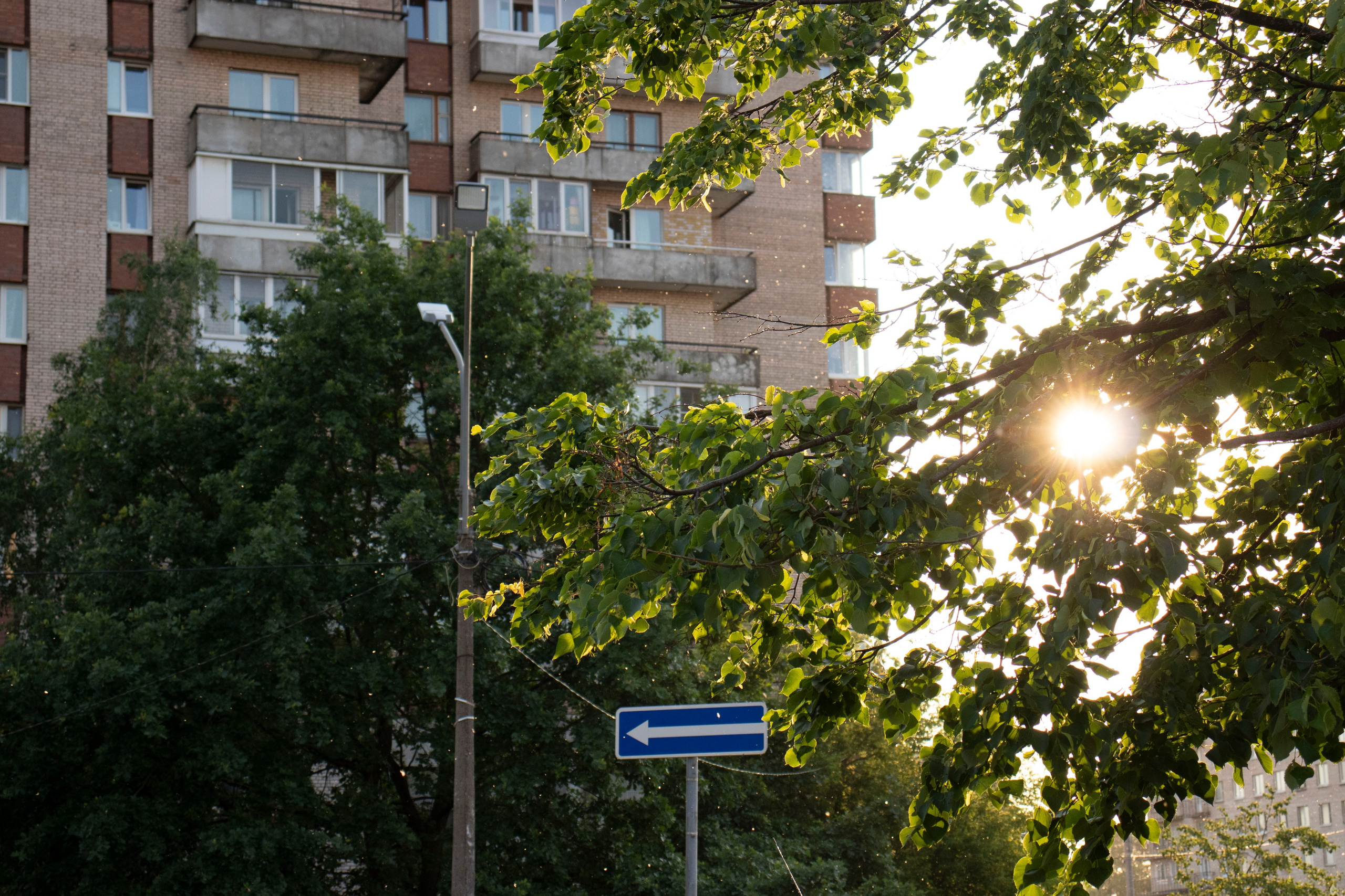 Из наблюдений. Плак или Квак