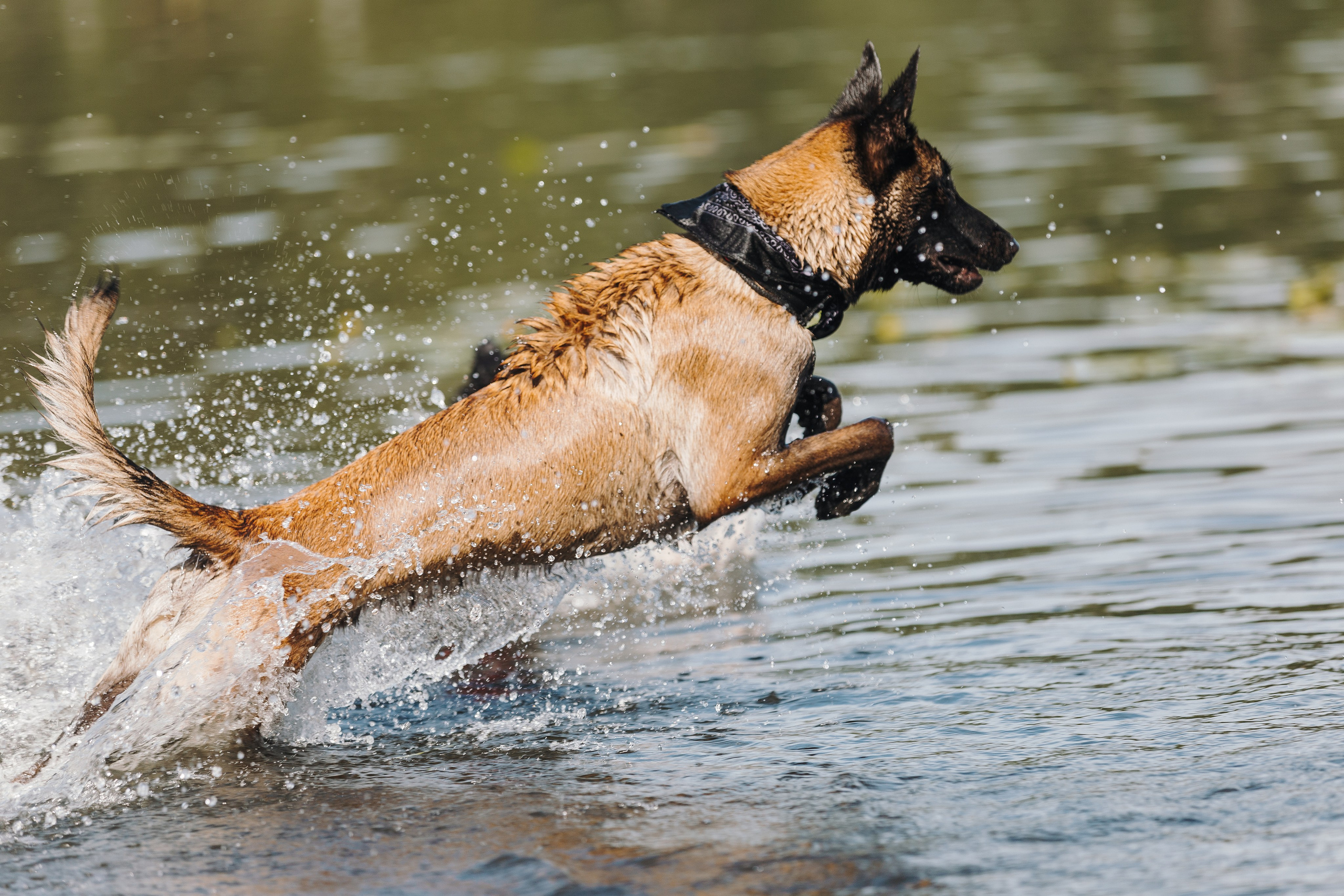 Petshop Sup day. Фотограф анималист Кристина Карпова, Москва