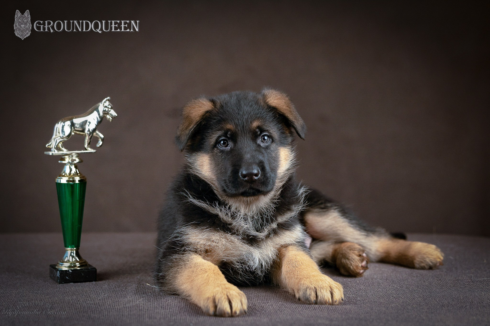 Щенки немецкой овчарки. Фотограф 📸 анималист, предметный, репортажный