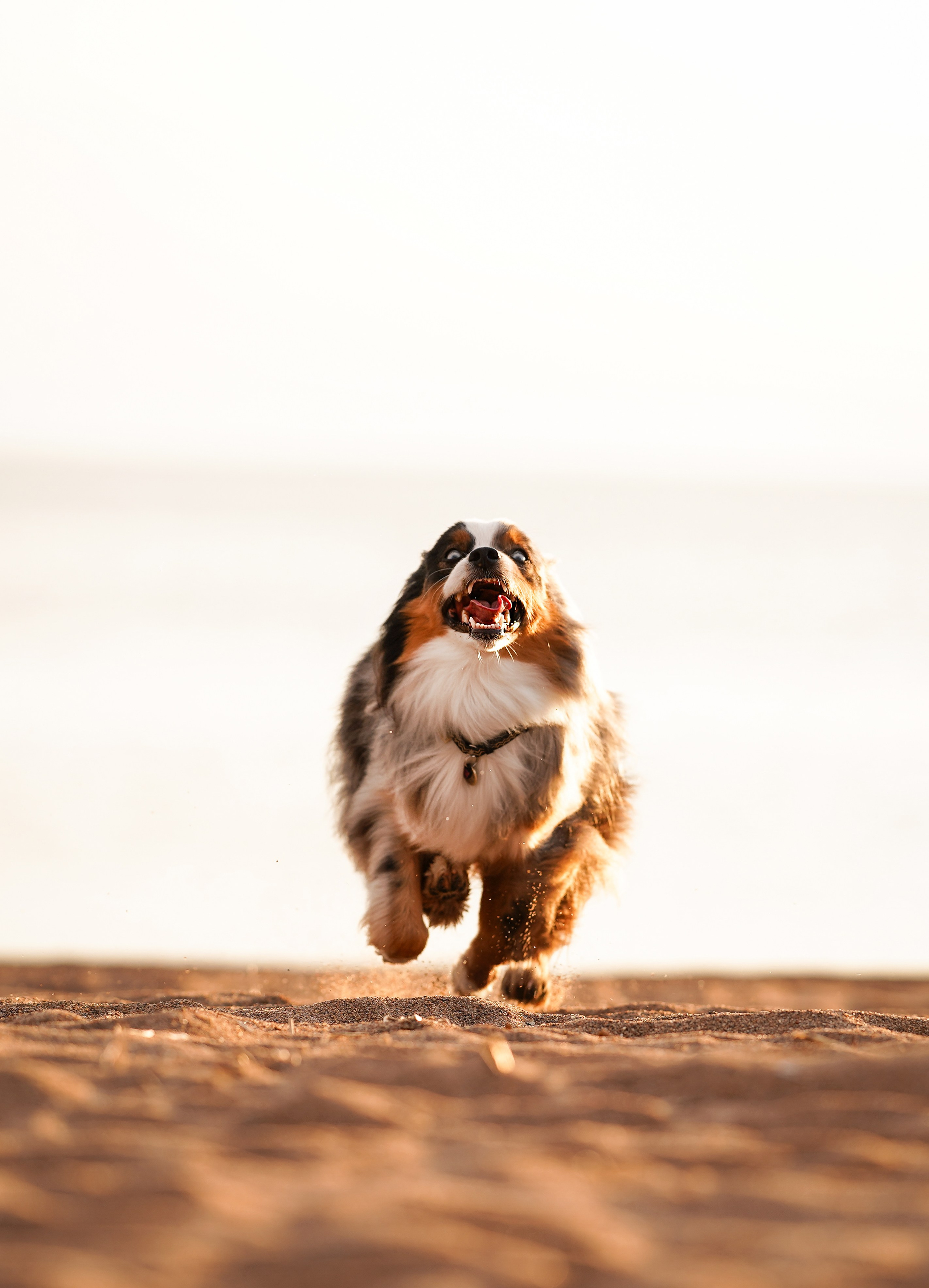 Алиса и Джокер. Фотограф-анималист в Санкт-Петербурге Яна Мартынова