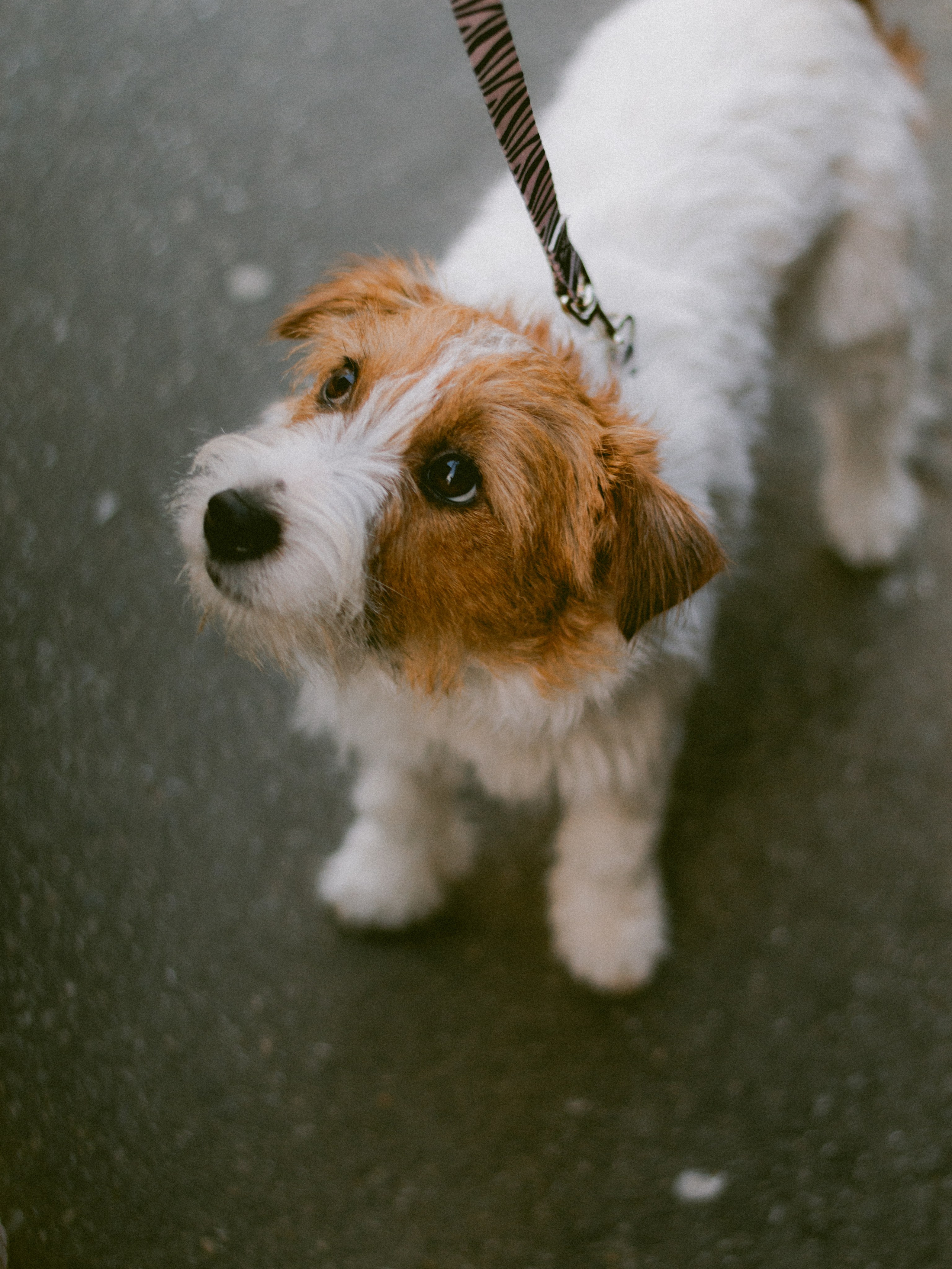 Таня и Ева. Фотосессия с собакой ко дню рождения. Портретный и лавстори фотограф в Стерлитамаке Альбина Шарт