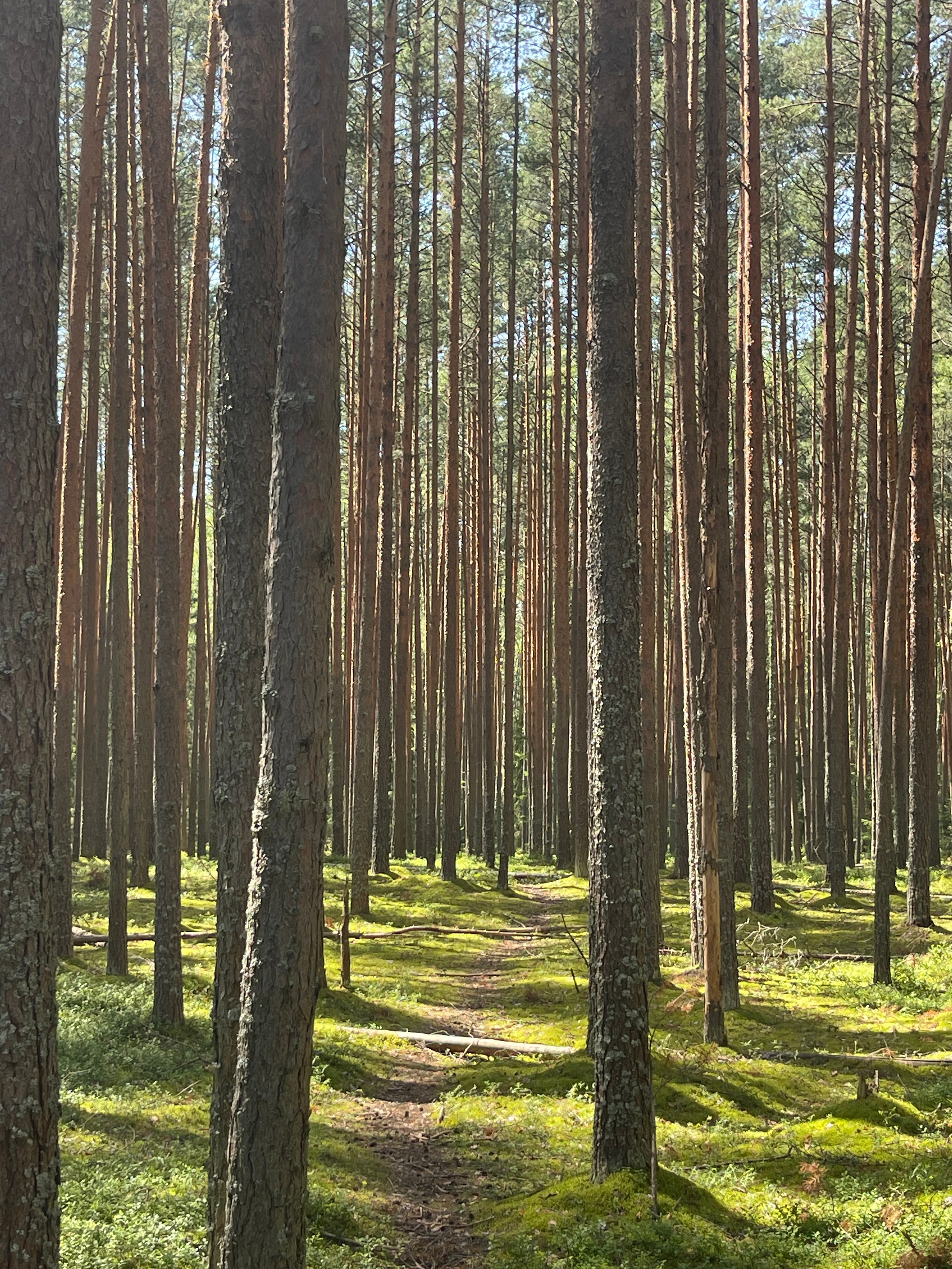 Переславль-Залесский. Wildlife photography by Sergey Puponin