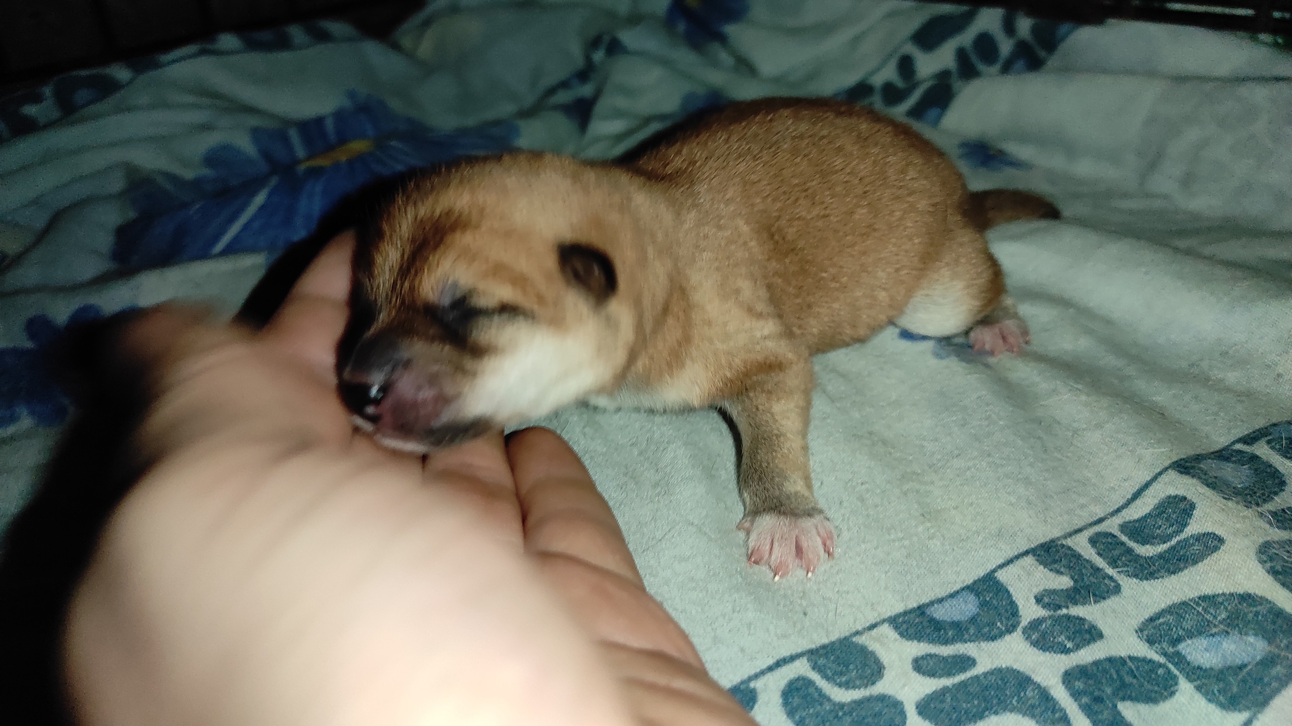 сиба питомник Рубилайт щенки на продажу rubylight  сиба щенки купить СПб Санкт-Петербург 