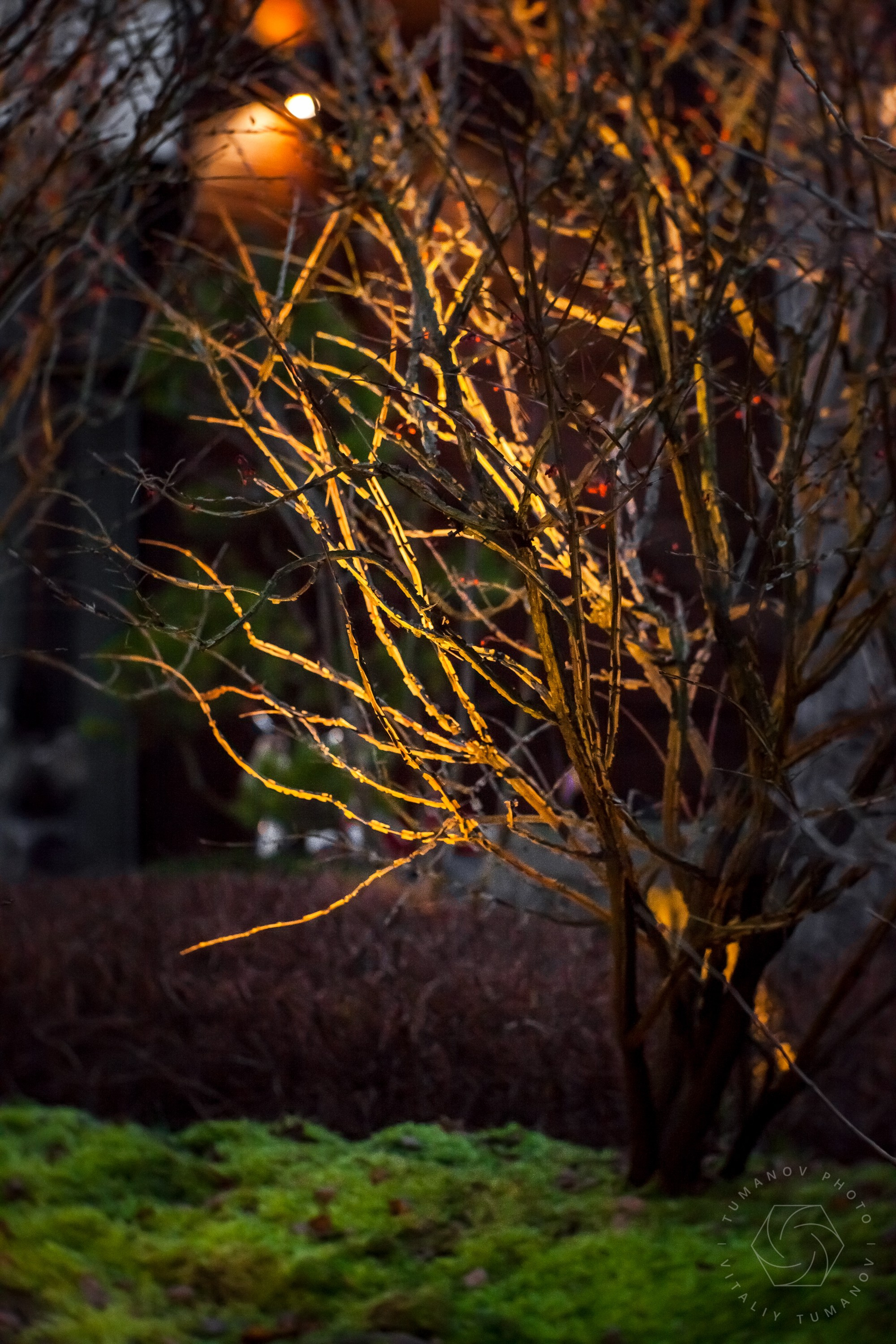 Вечерний сад «Сиреневый туман» (автор: Елена Асташкина). Виталий Туманов — Ландшафтный фотограф