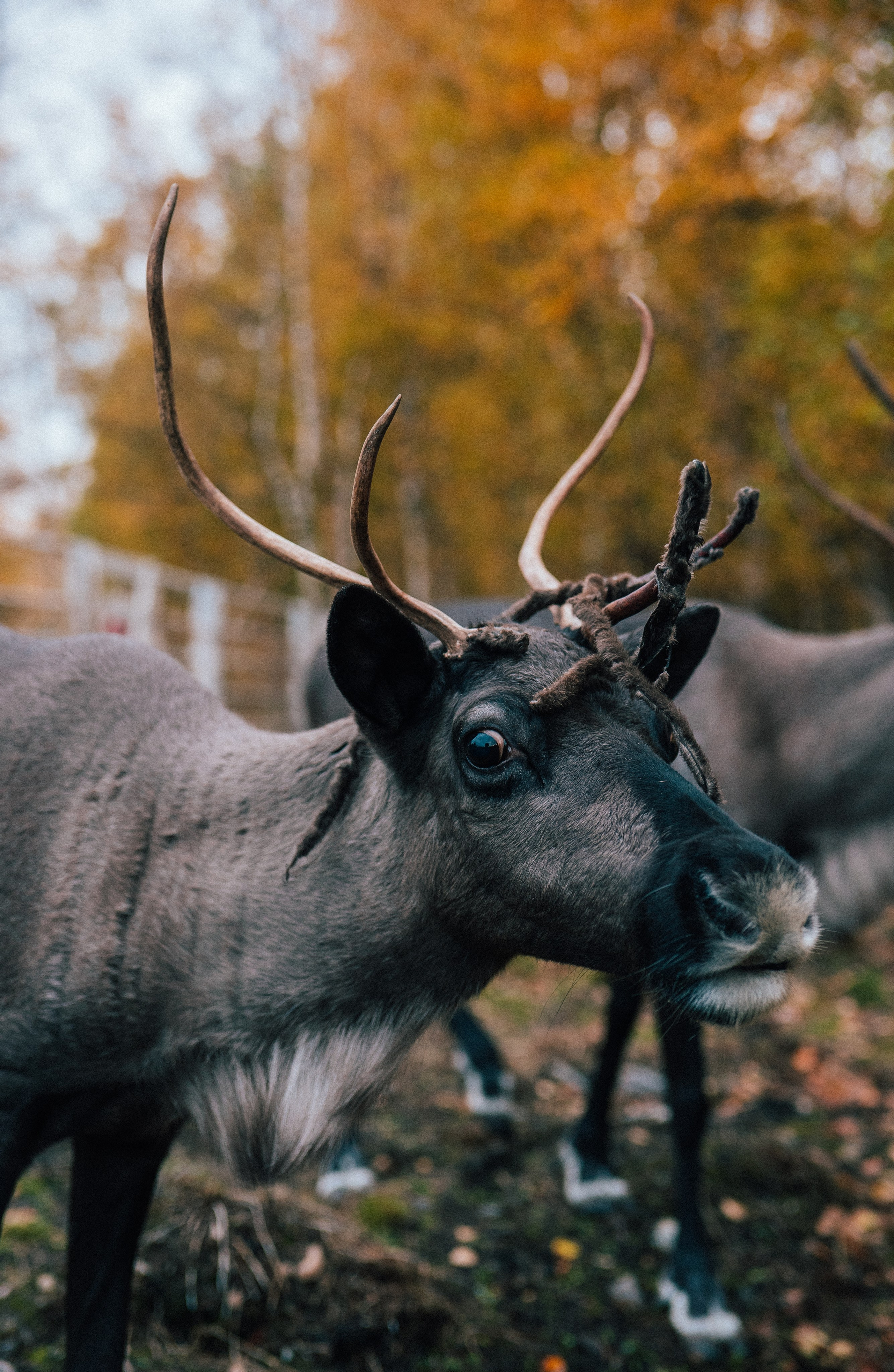 КАРЕЛИЯ / ОСЕНЬ. Создание контента | Фото | Видеосъемка | Александр Ярков