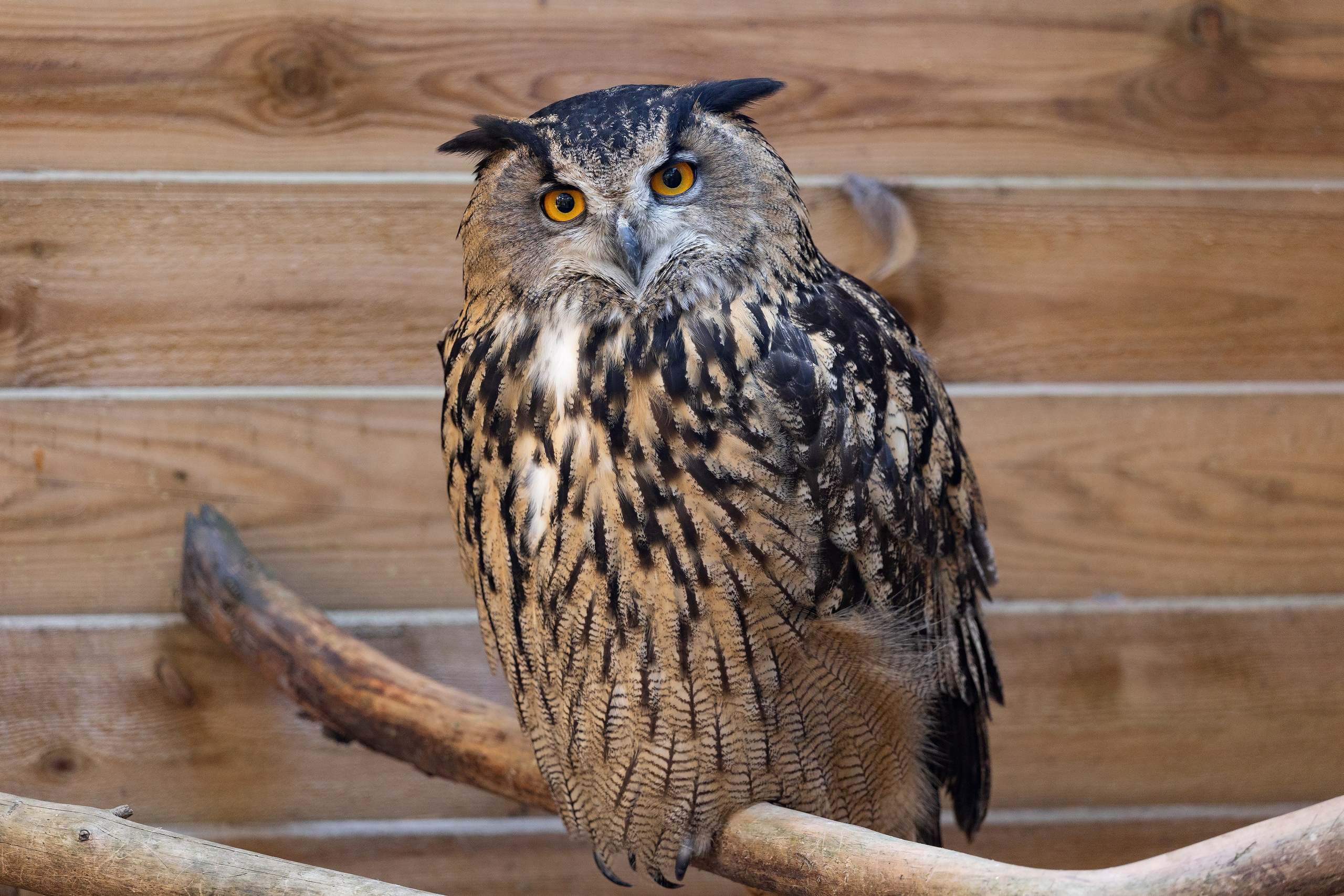 Анималистика