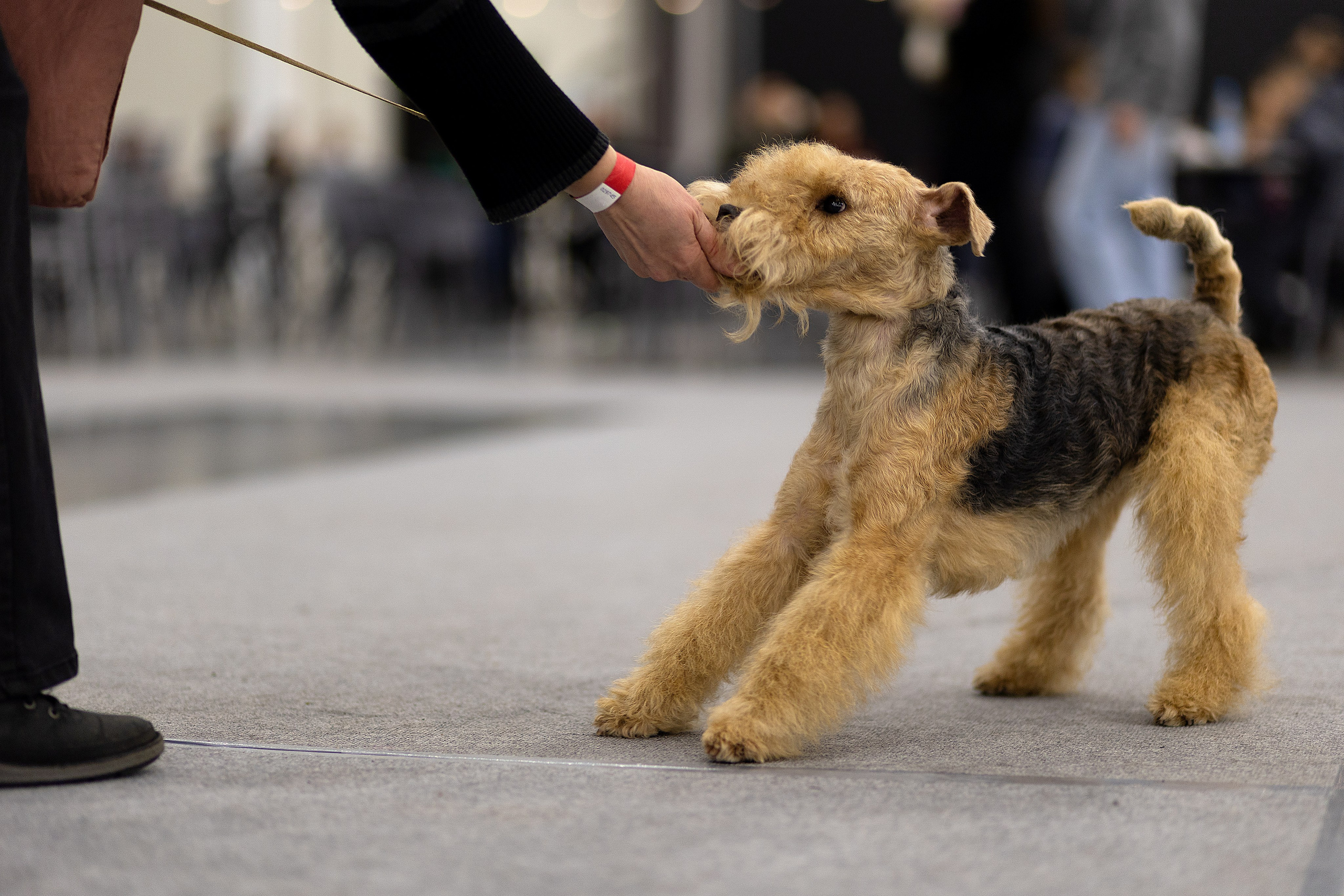 Анималистика