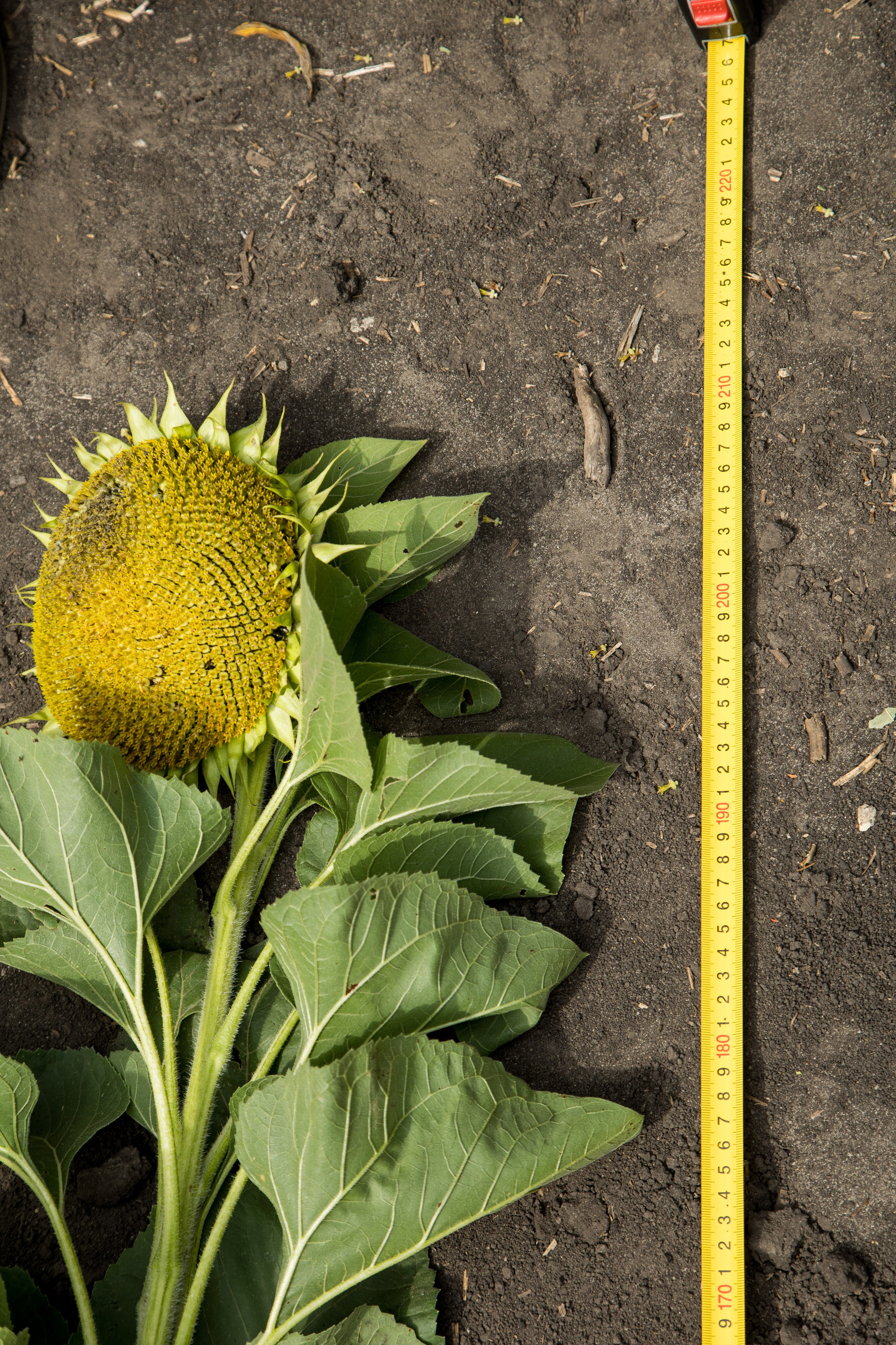 Решения для сельского хозяйства BASF 16.08.2022. Владислав Волков | Фотография и видеосъемка в Воронеже