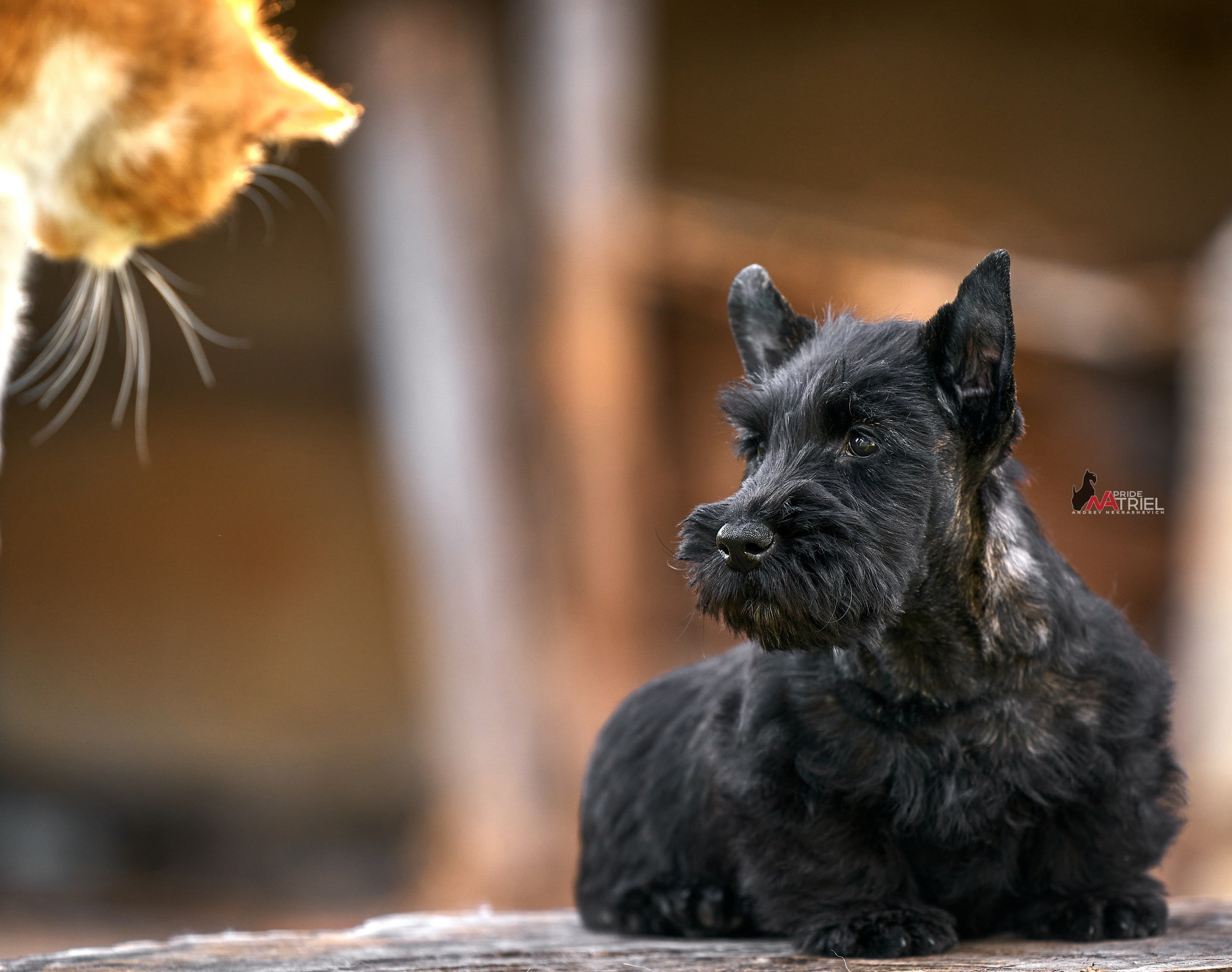 Щенки на прогулке — галерея NATRIEL