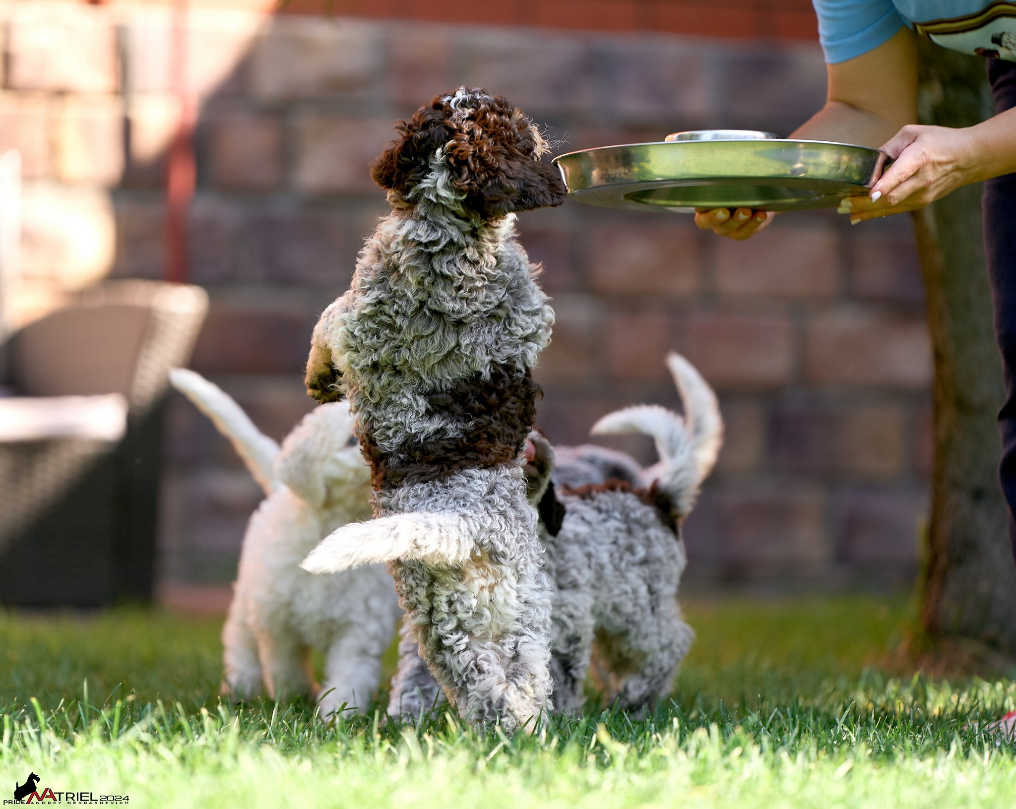 Съемка щенков лаготто на природе