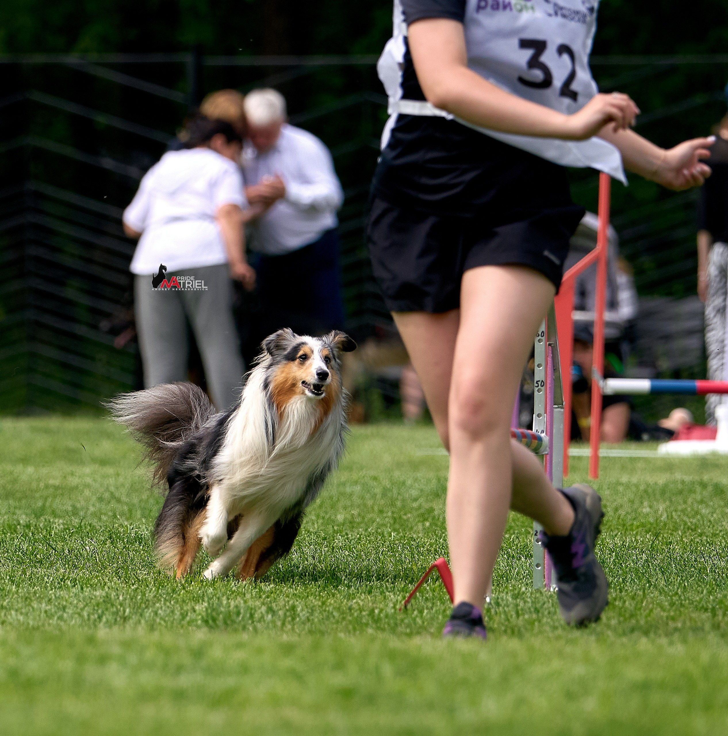 Аджилити — галерея NATRIEL