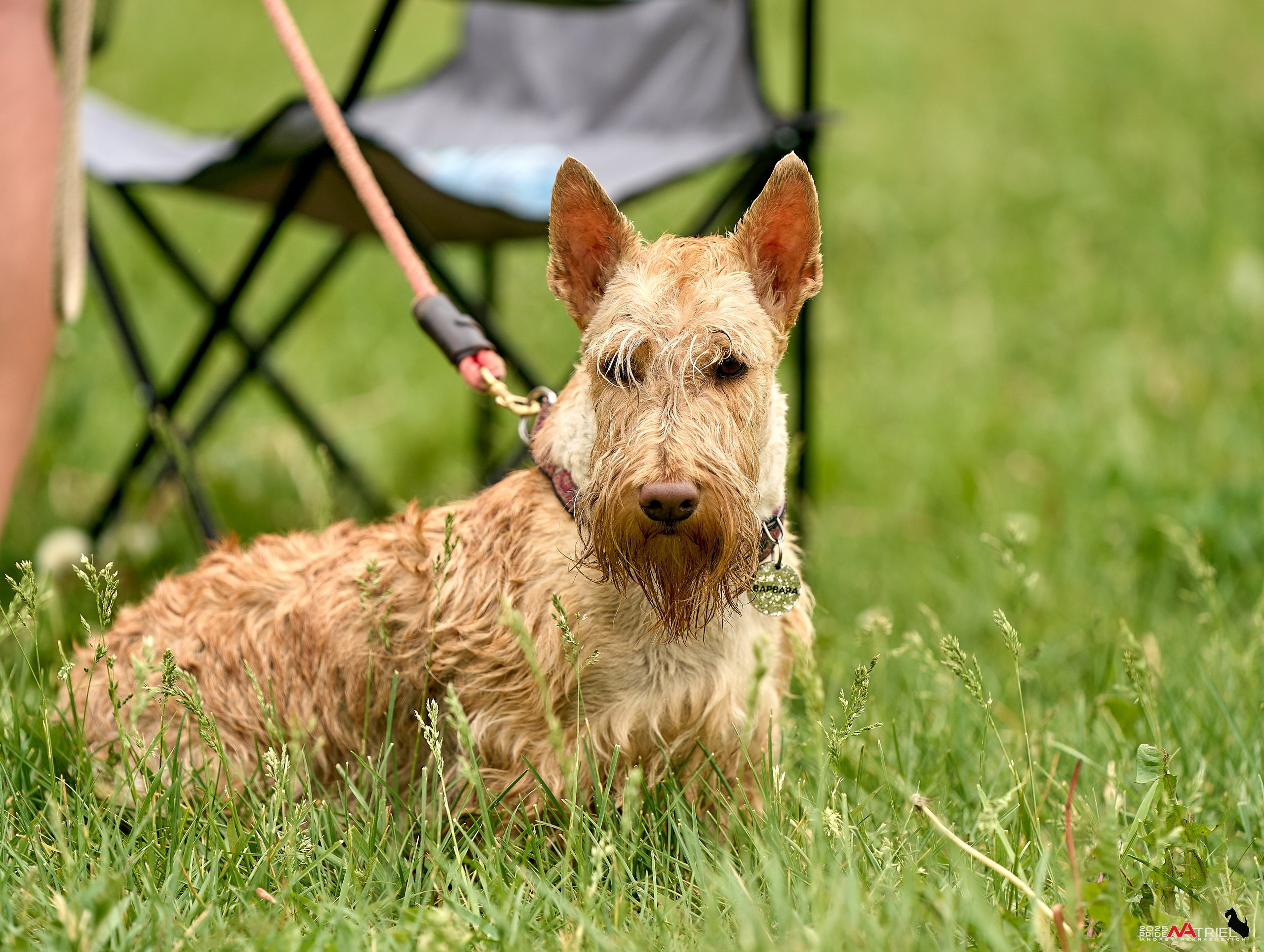 Russian Extreme Dog Trail — 2025