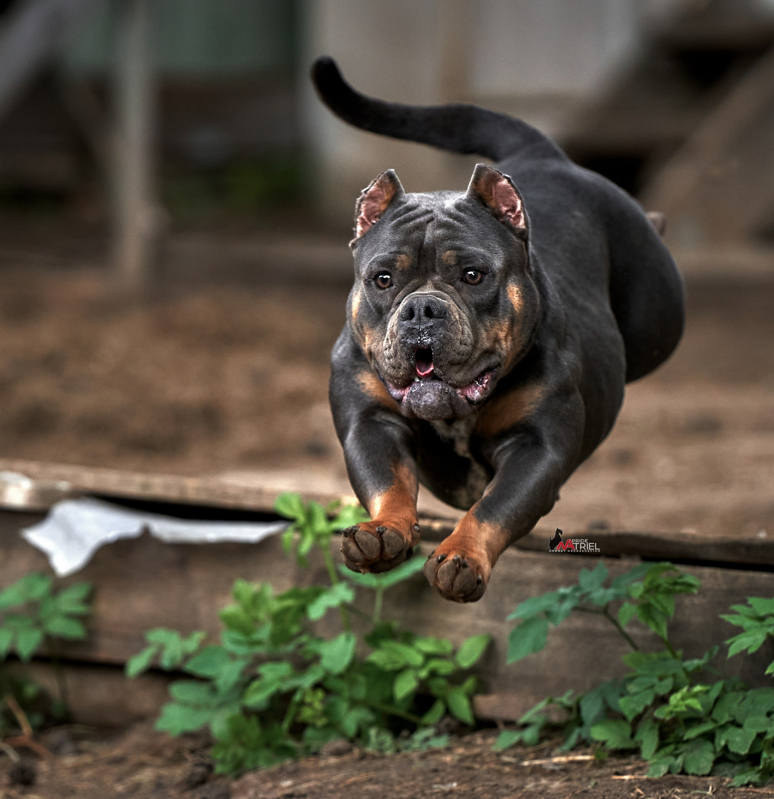 Прогулка в движении — галерея NATRIEL
