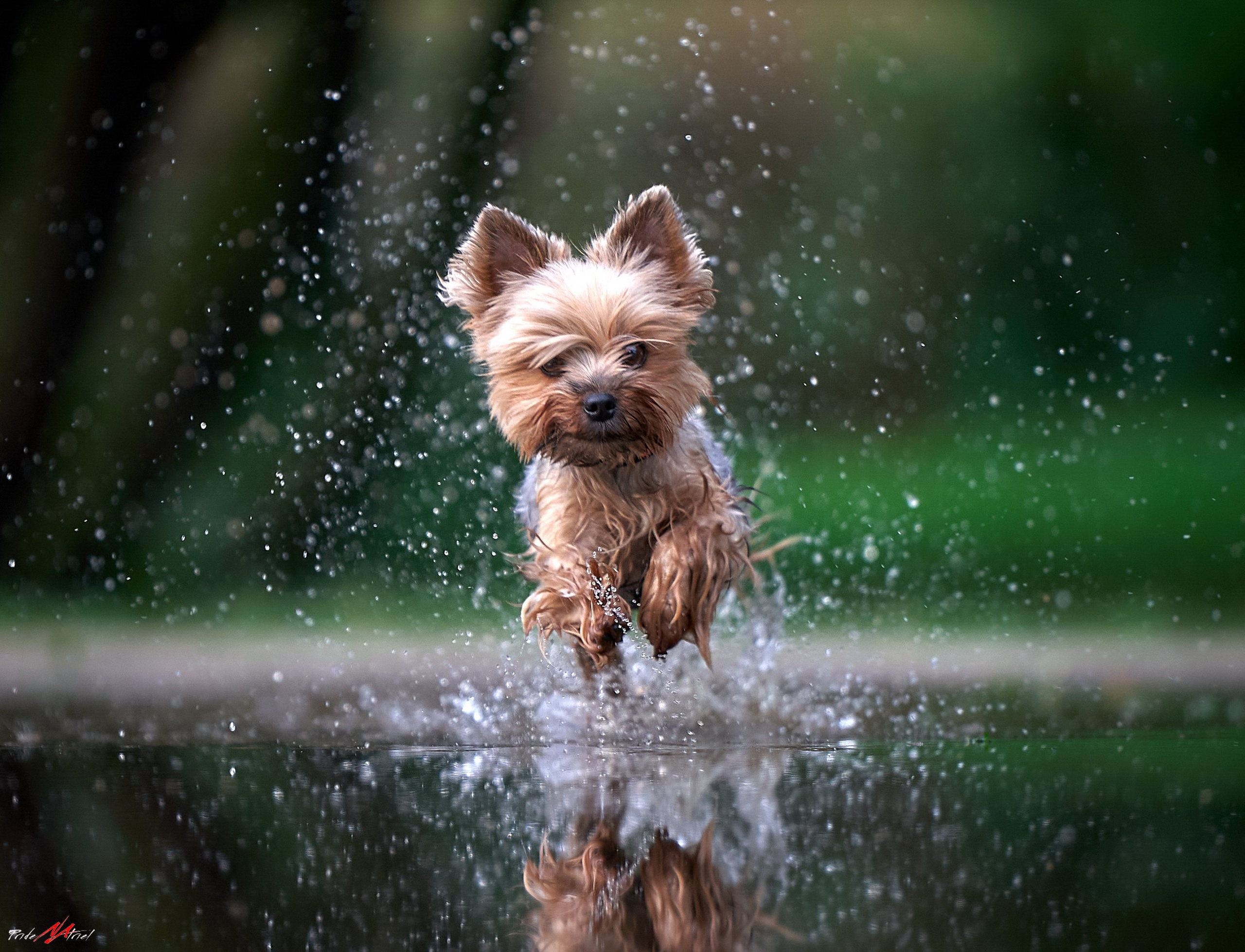 Йоркширский терьер Циля