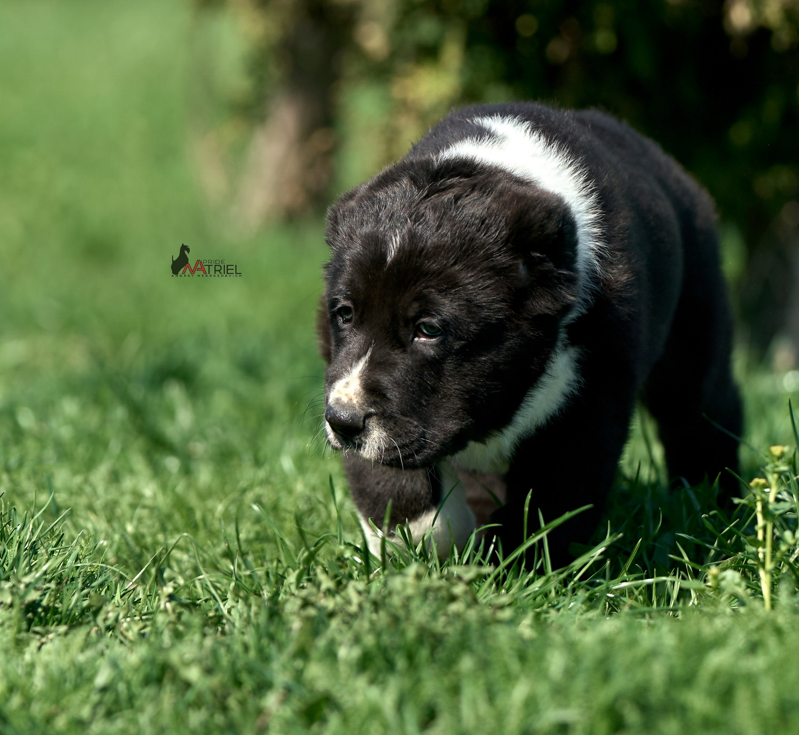 Среднеазиаты — щенки и взрослые