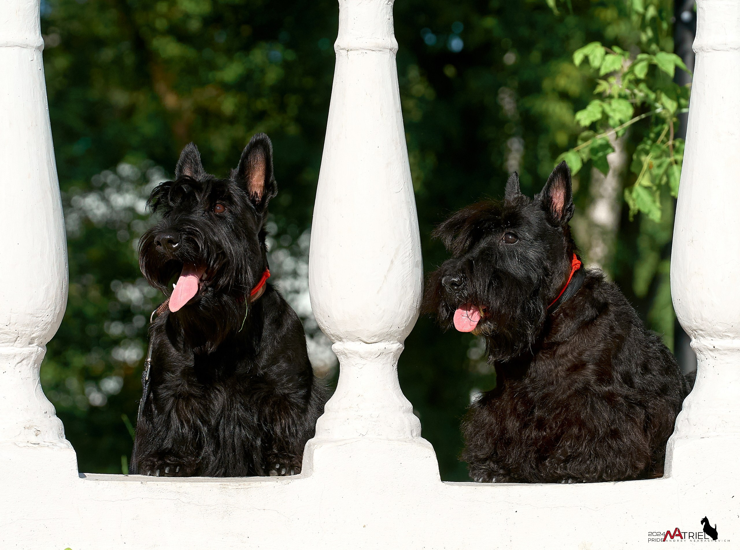 Семейная фотопрогулка с собаками