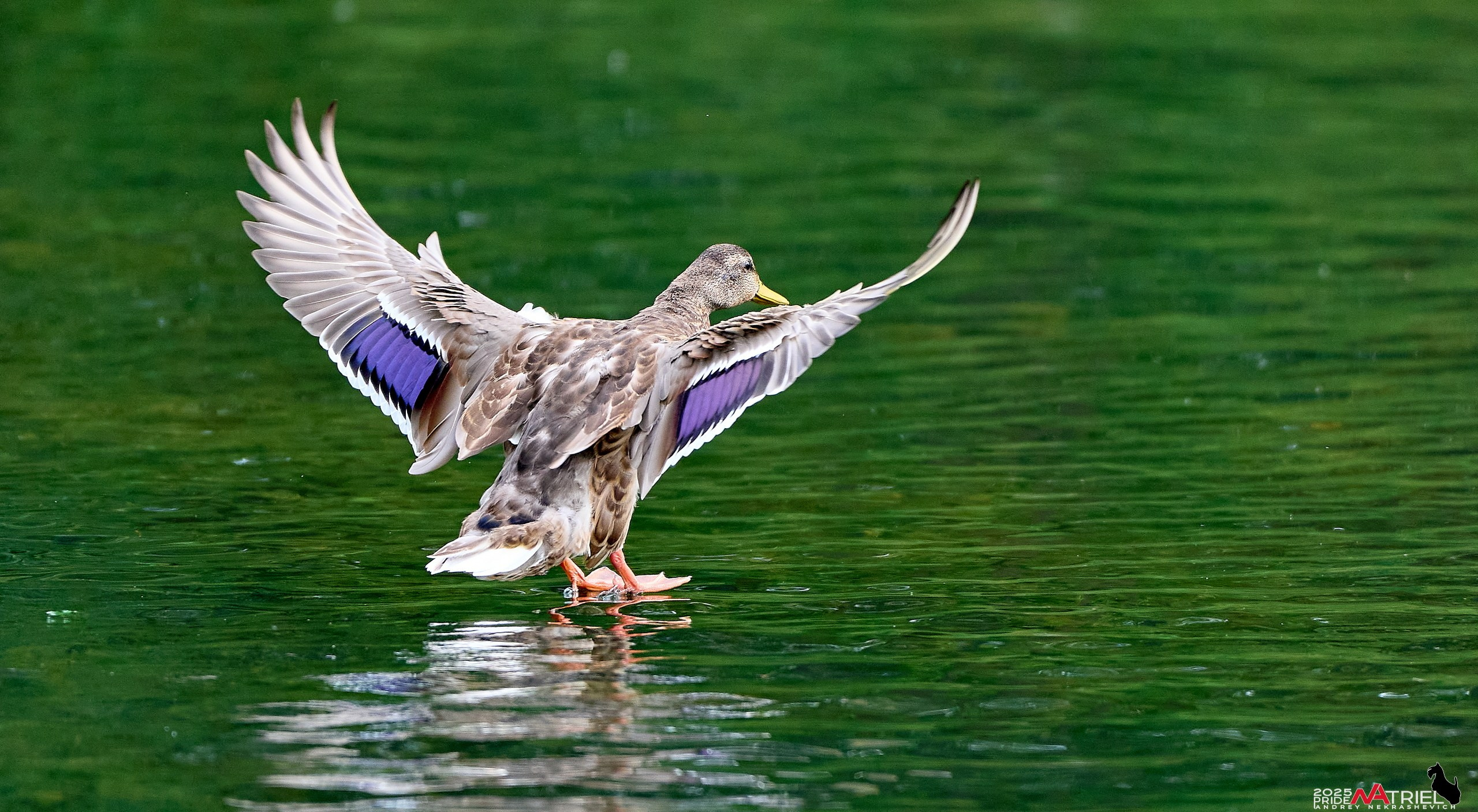Утки на пруду