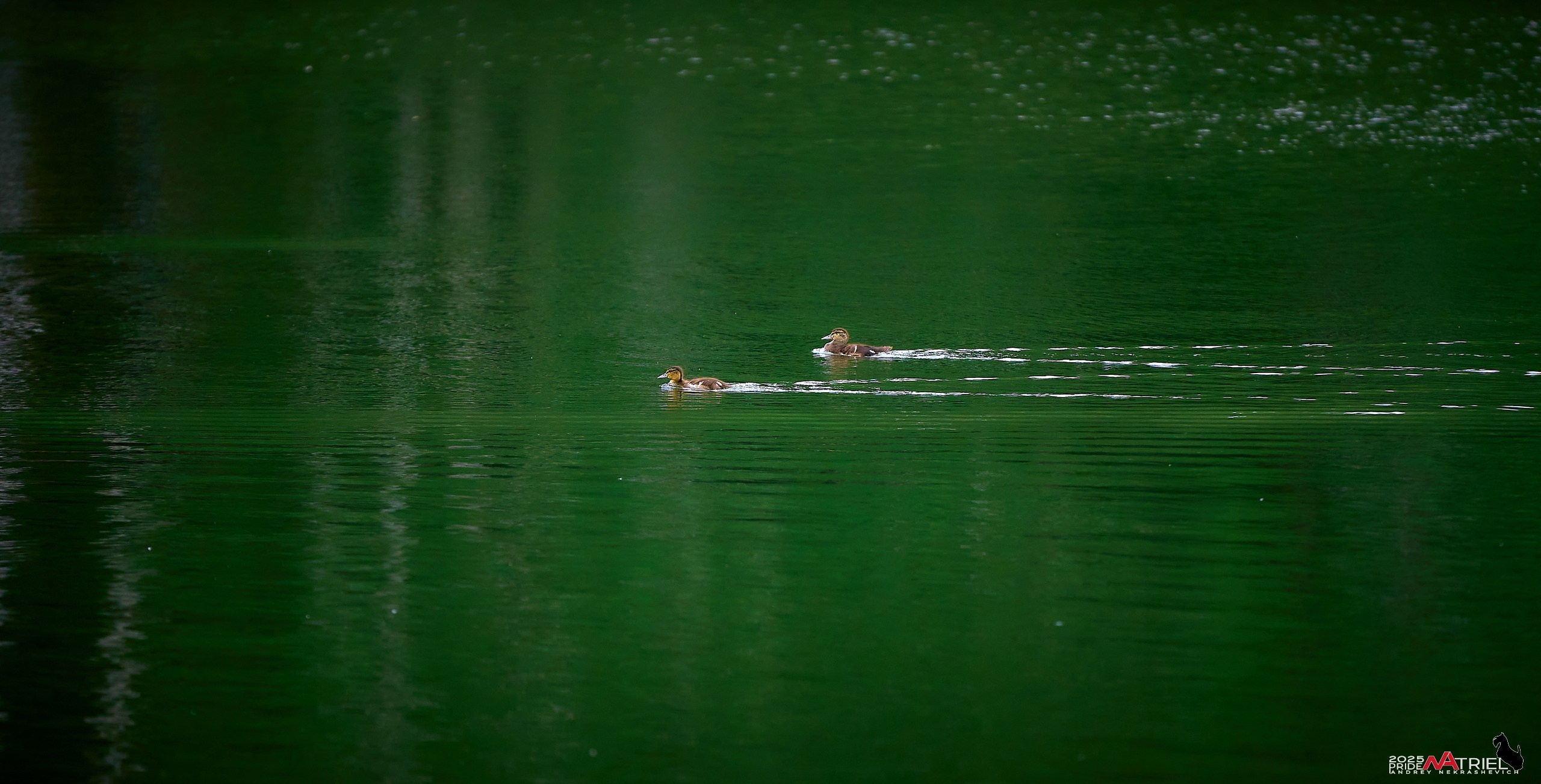 Съемка в парке на воде