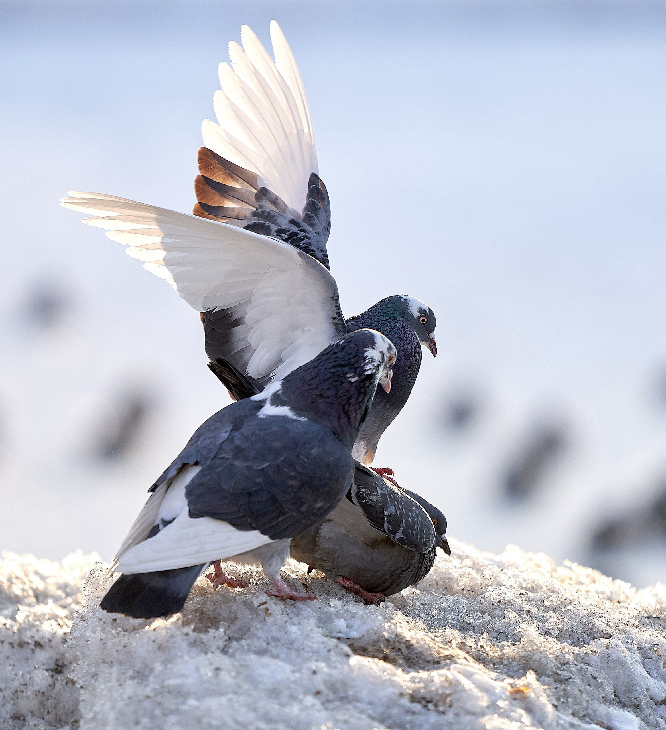 Фото птиц — галерея NATRIEL