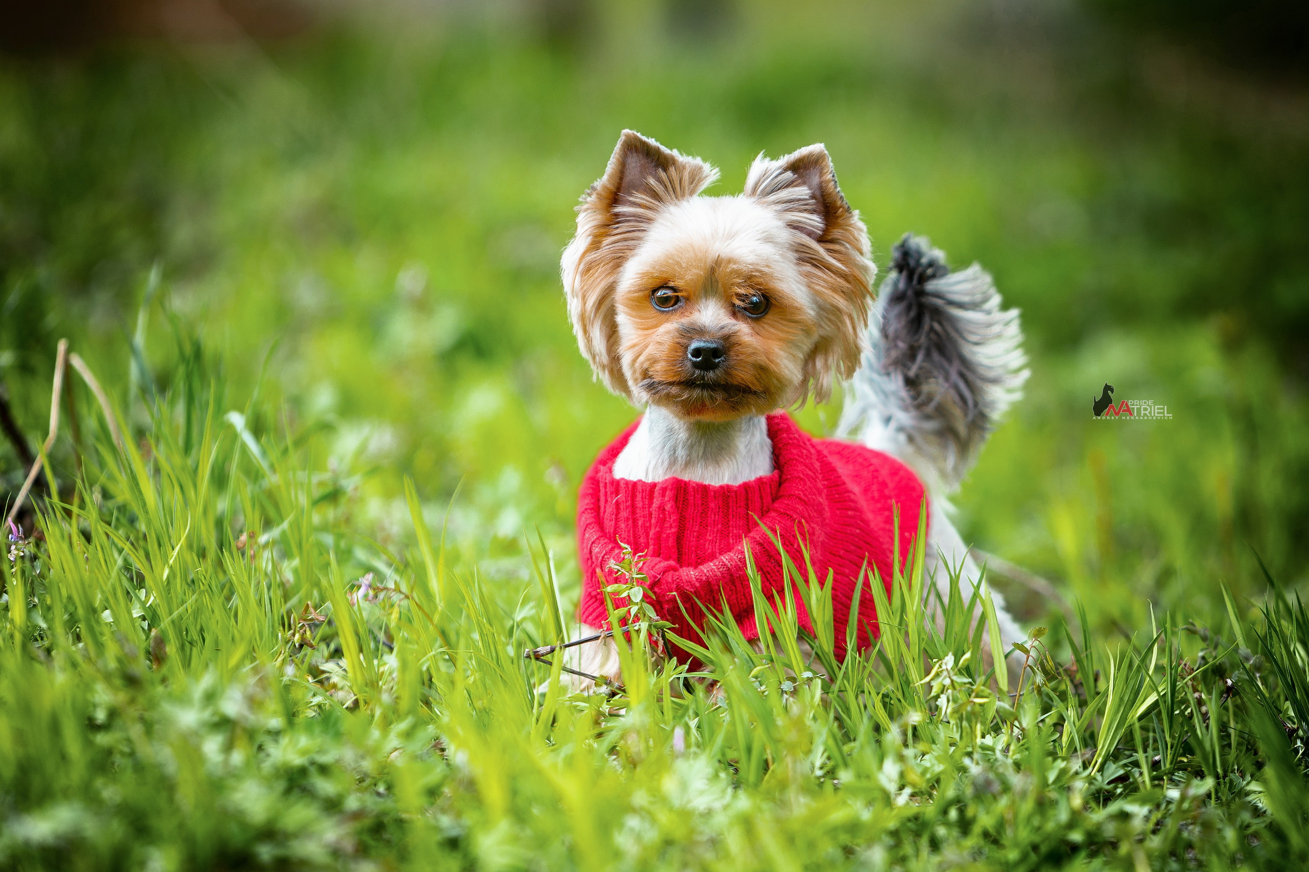 Йоркширский терьер Циля