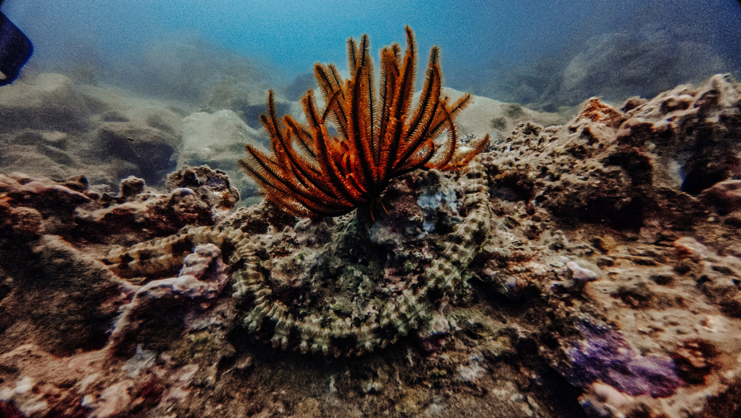 Галерея. Дайвинг во Вьетнаме