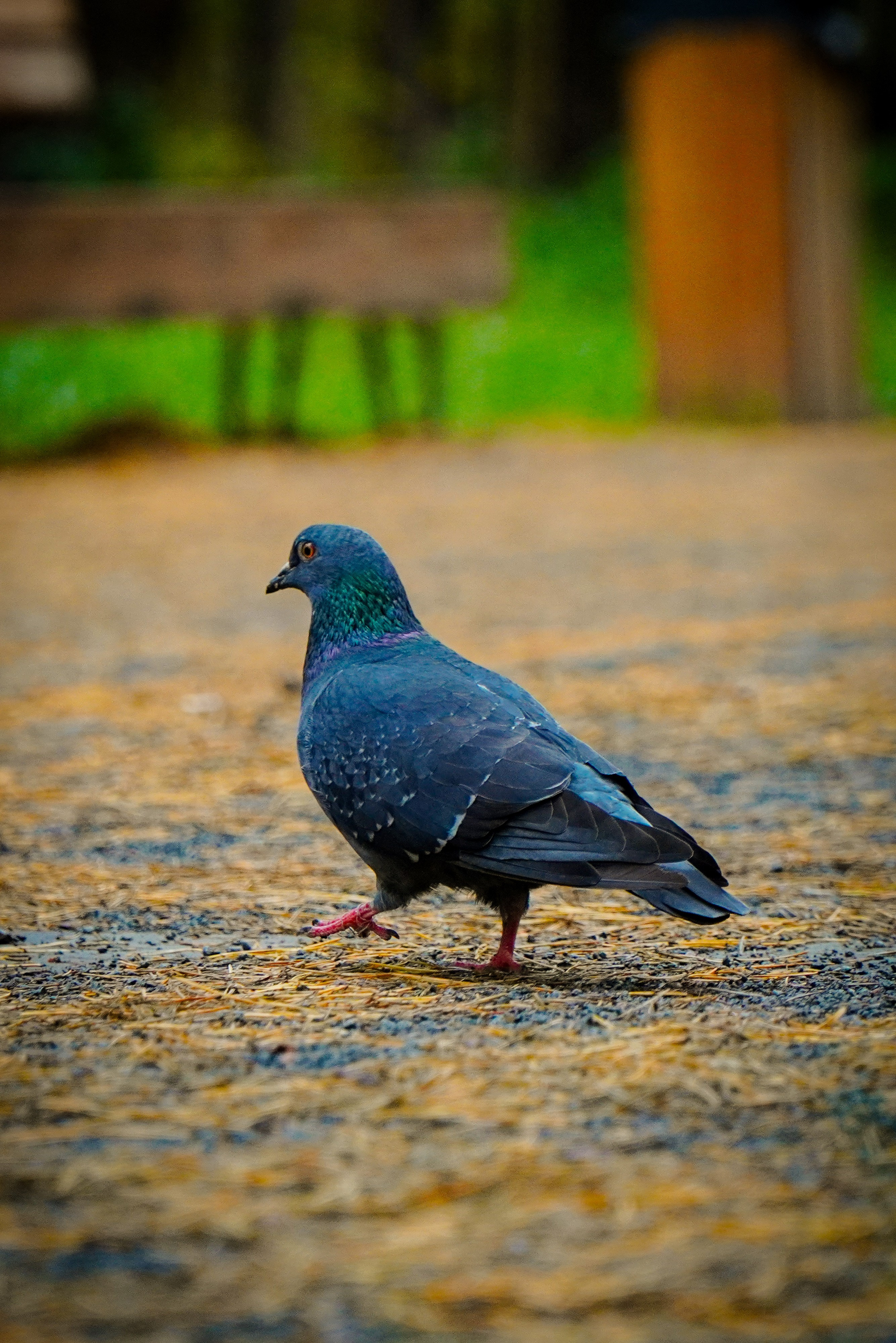 100-й забег 5 вёрст Томилинский. Роман Капилюшов. Бег. Фото. Видео. г. Люберцы