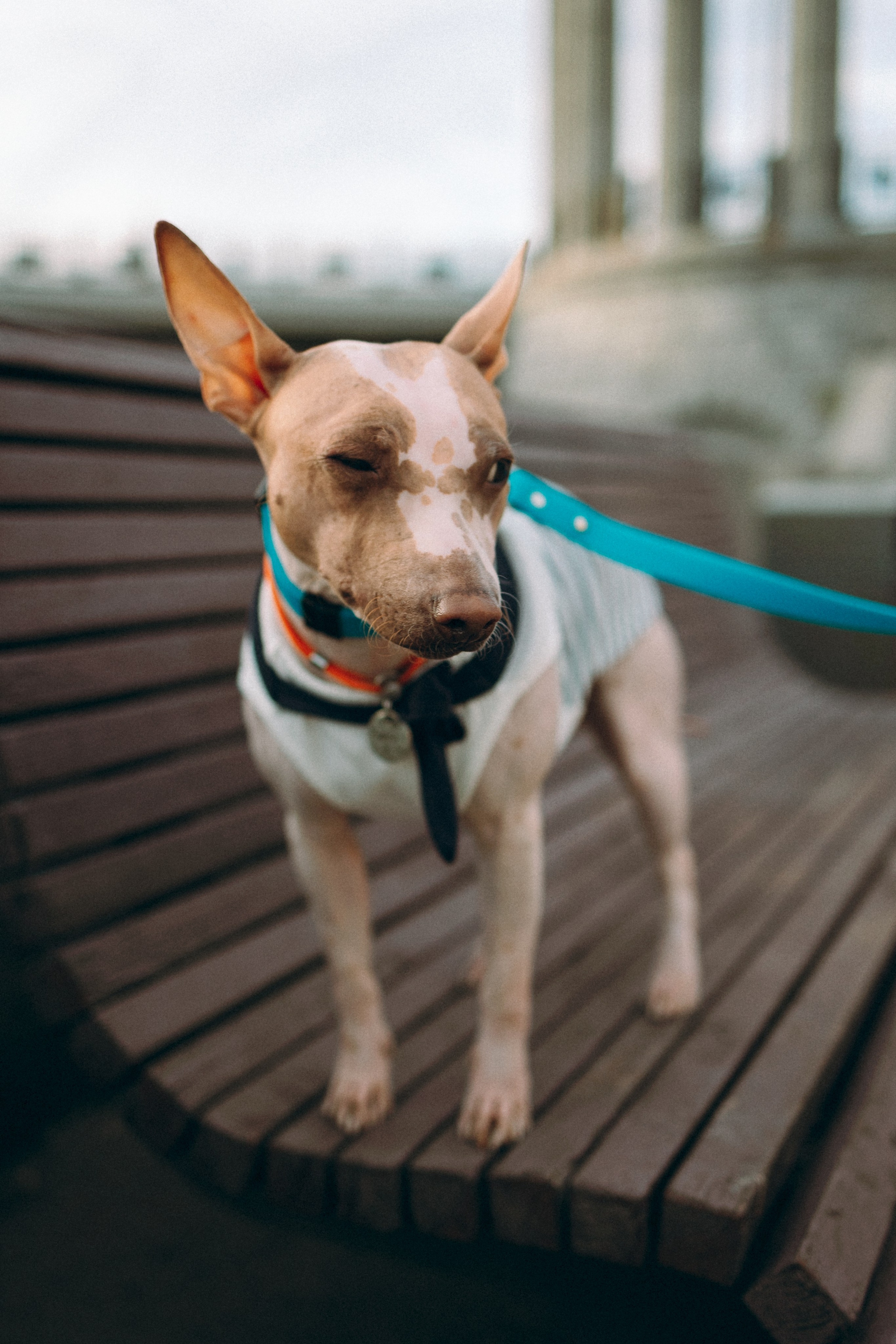 Глаша, Айрон, Ксюша и Оля. Фотограф анималист Анастасия Пикей