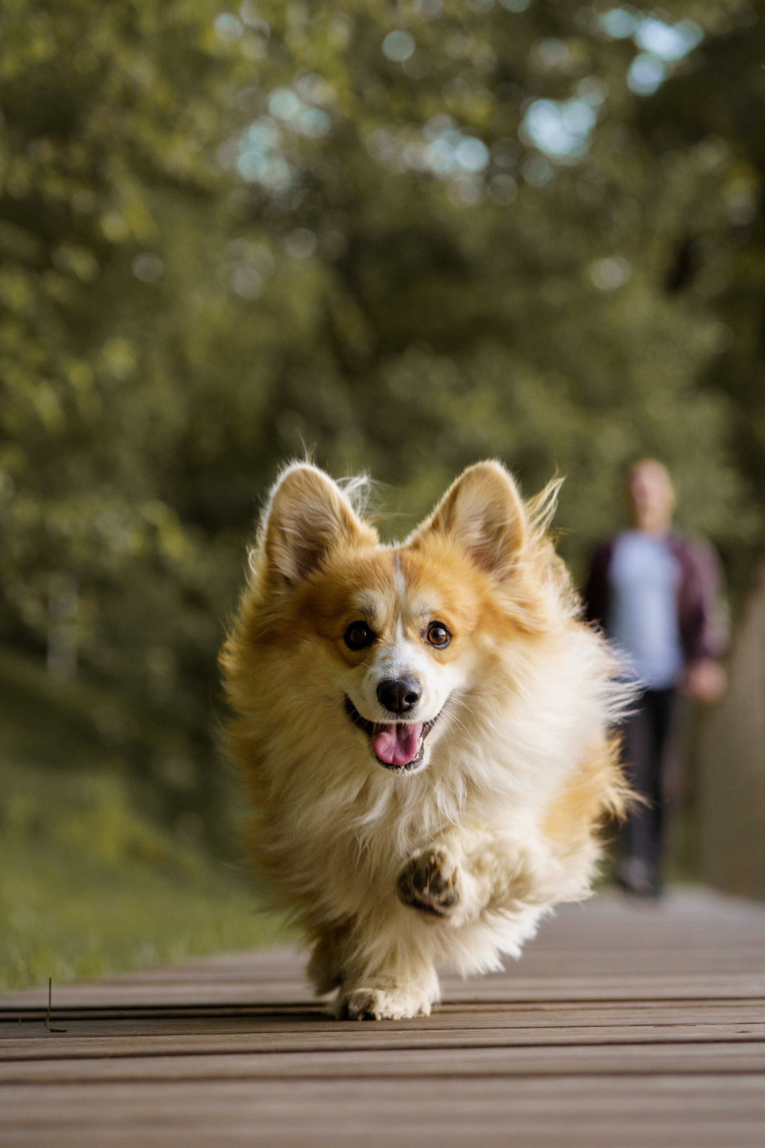 Катя, Арсений и Пух. Свадебный фотограф в Москве Анна Полушина