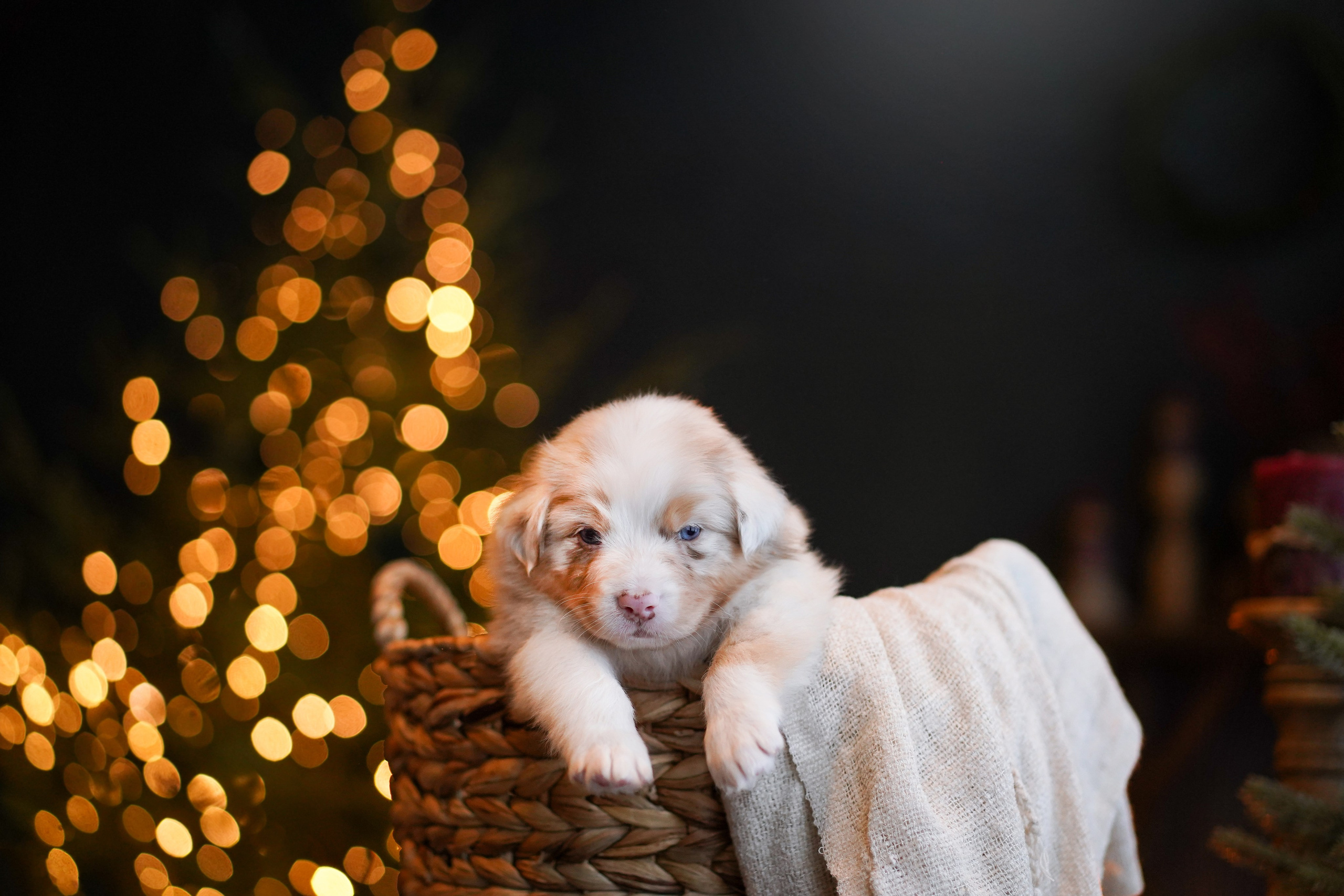 Щенки австралийской овчарки. Фотограф-анималист в Санкт-Петербурге Яна Мартынова