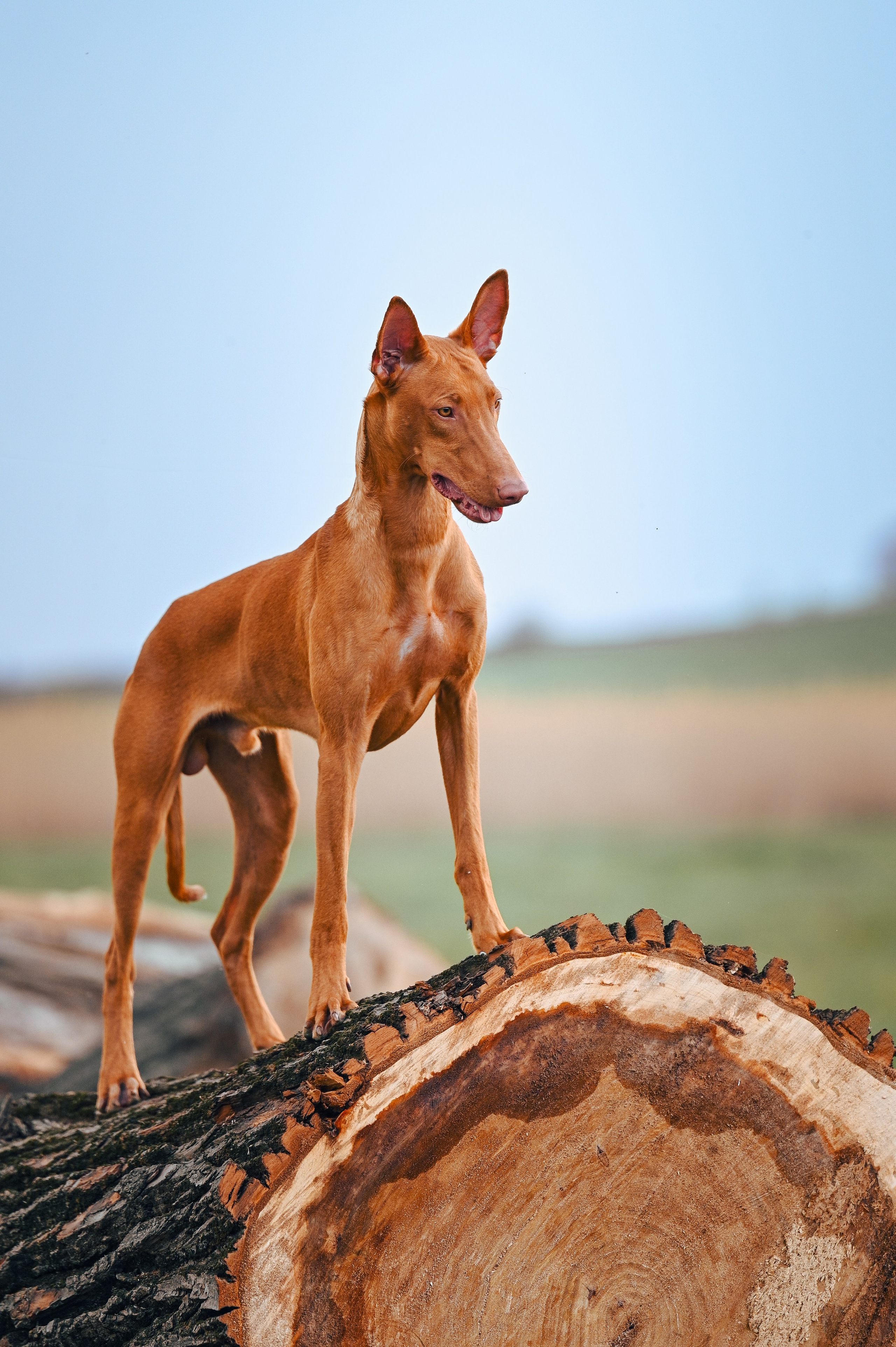 Фараонова собака Ромарио. Фотограф в Ростове —на — Дону