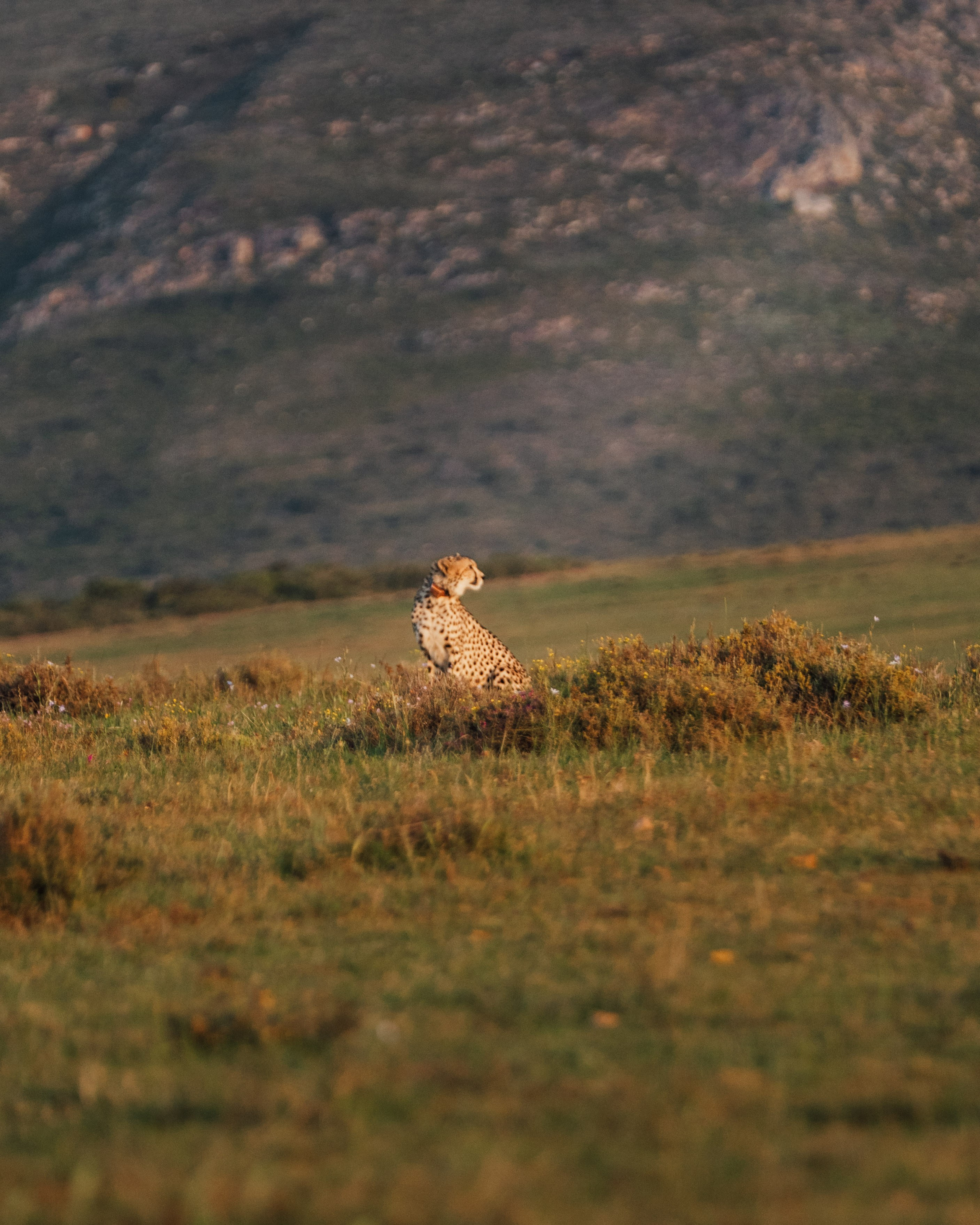 Africa/UAR. @oljiofilm: Олег Иванов — фотограф