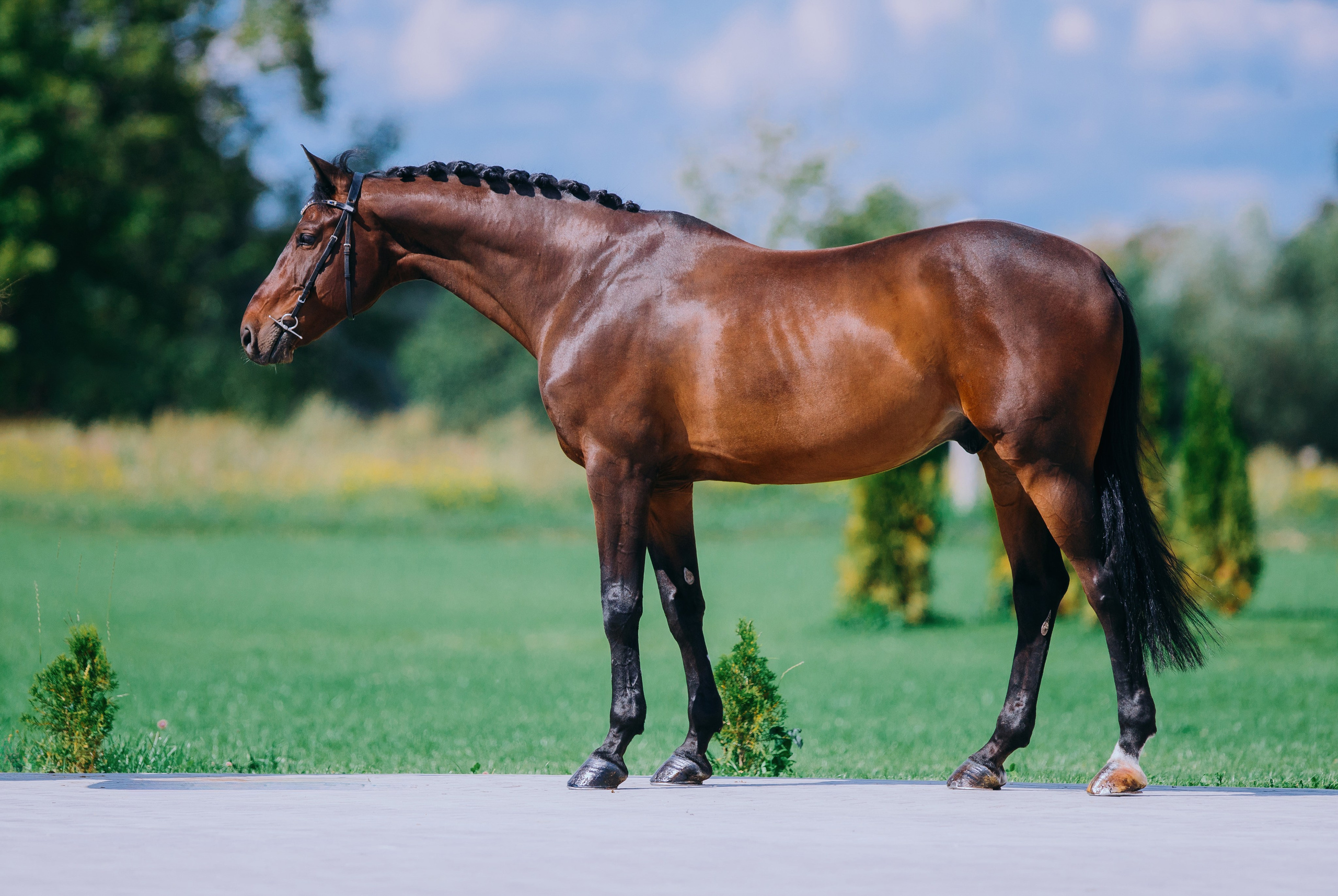Экстерьеры. Фотограф-анималист Ксендзова Кристина