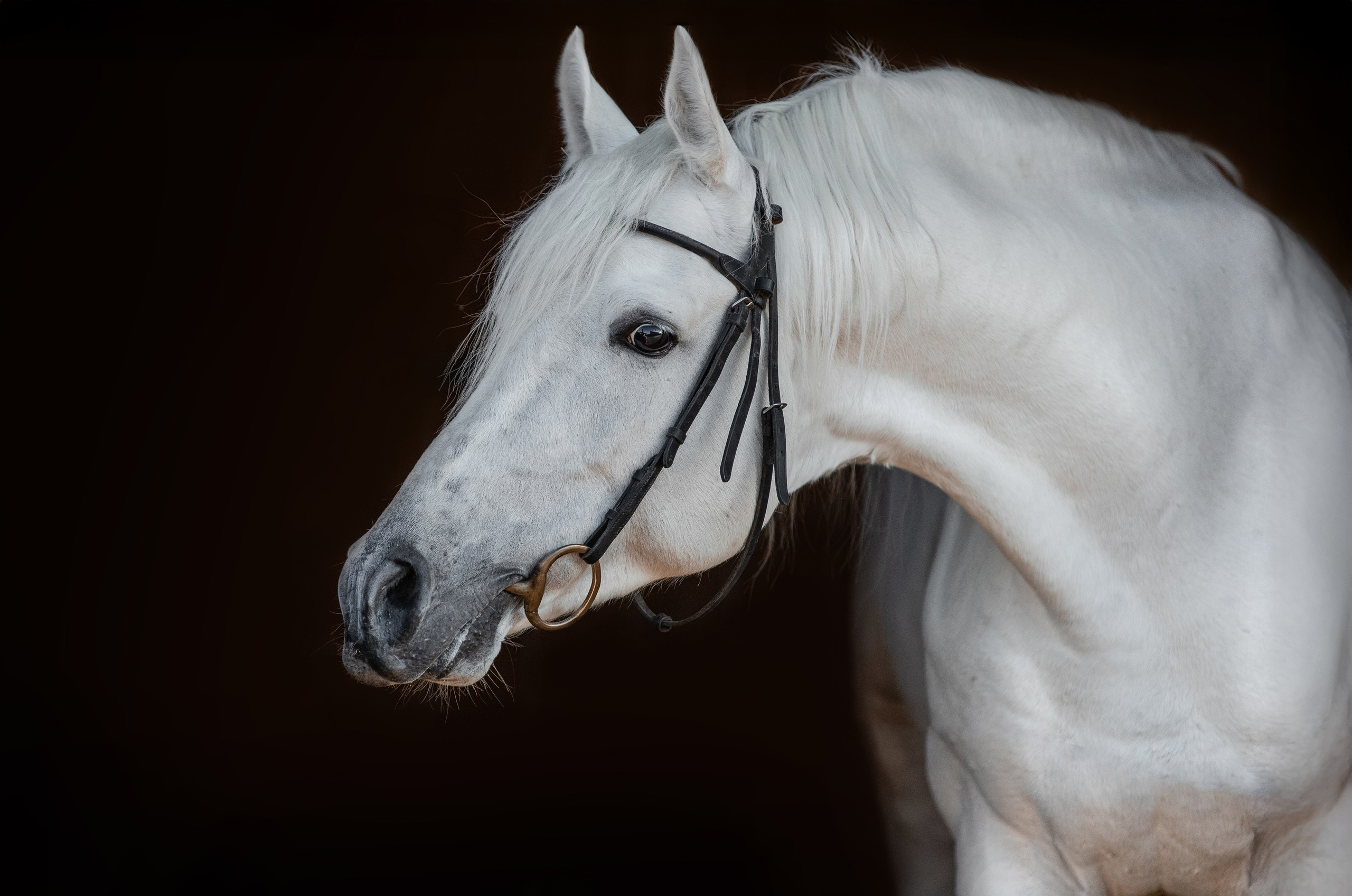 На черном фоне. Фотограф-анималист Ксендзова Кристина