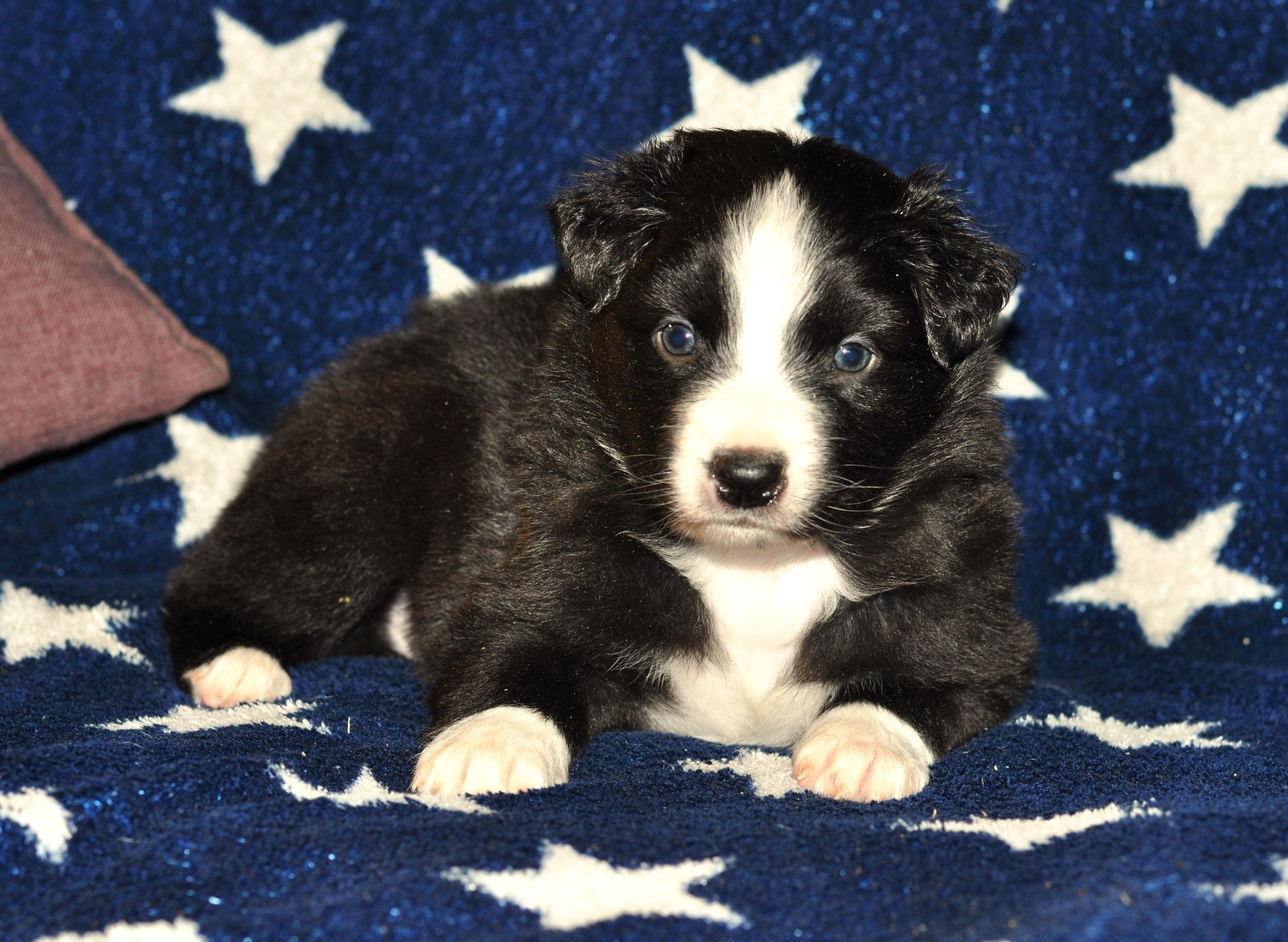 Хава. BLGKV питомник собак