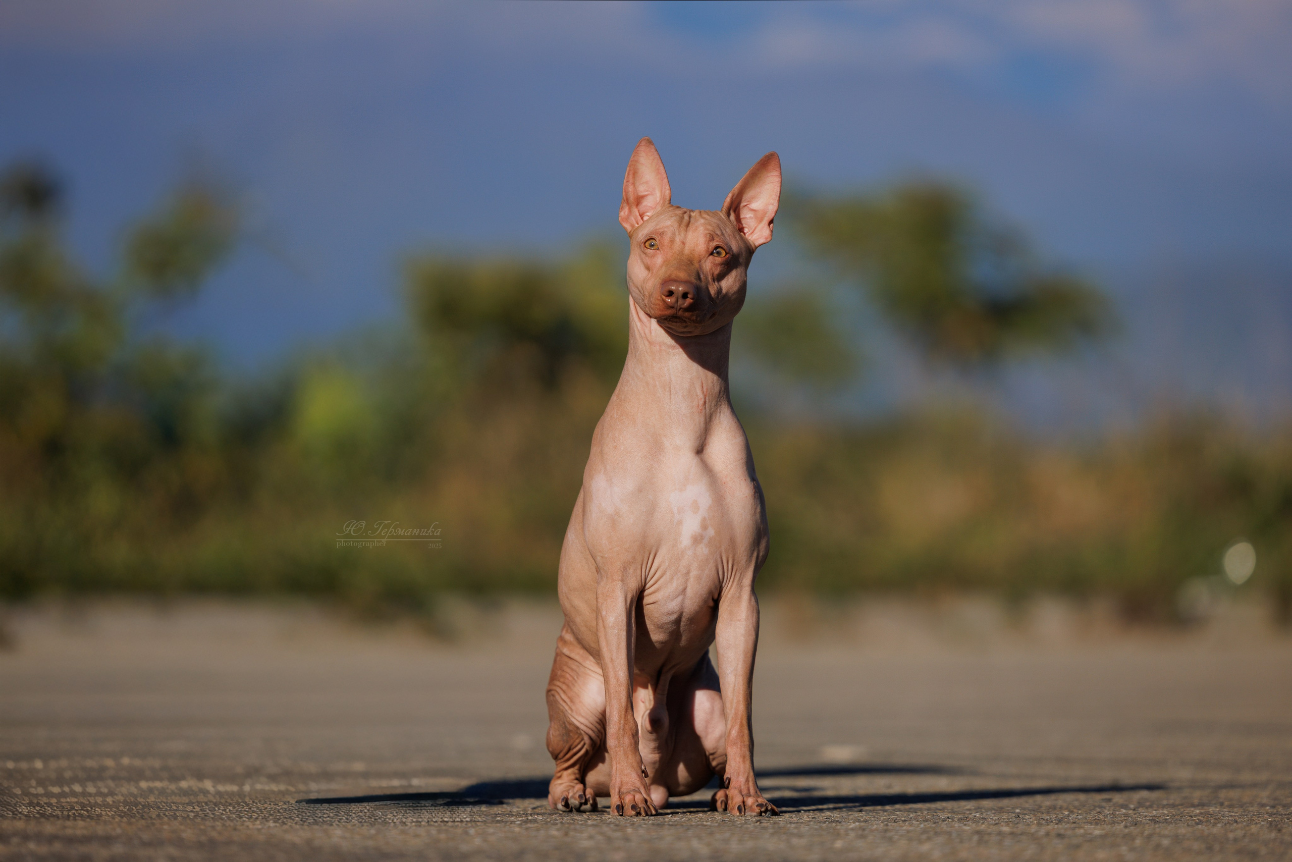 Телави 11-12.10.2025. Фотограф-анималист Юлия Германика