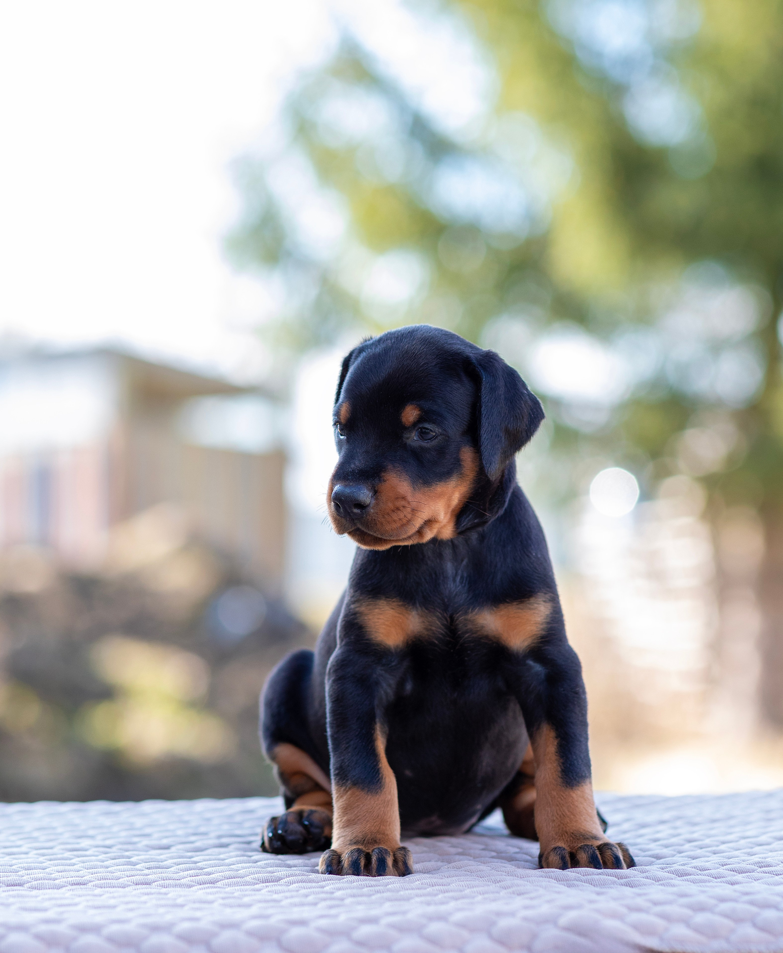 Доберман. Фотограф — анималист Татьяна Ли