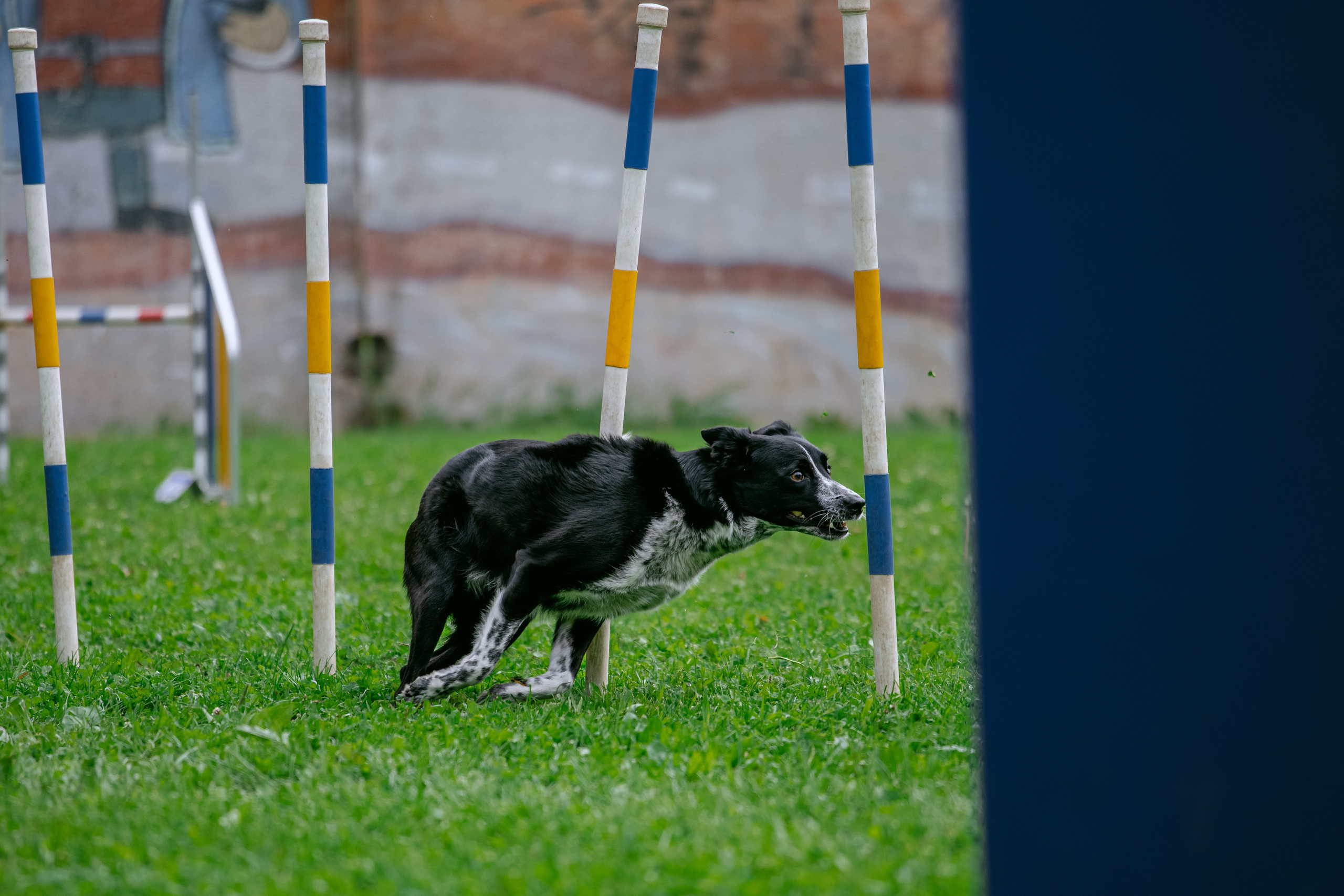 Соревнования по аджилити Долгопрудный 30.06.2025. Фотограф-анималист Татьяна Степанова